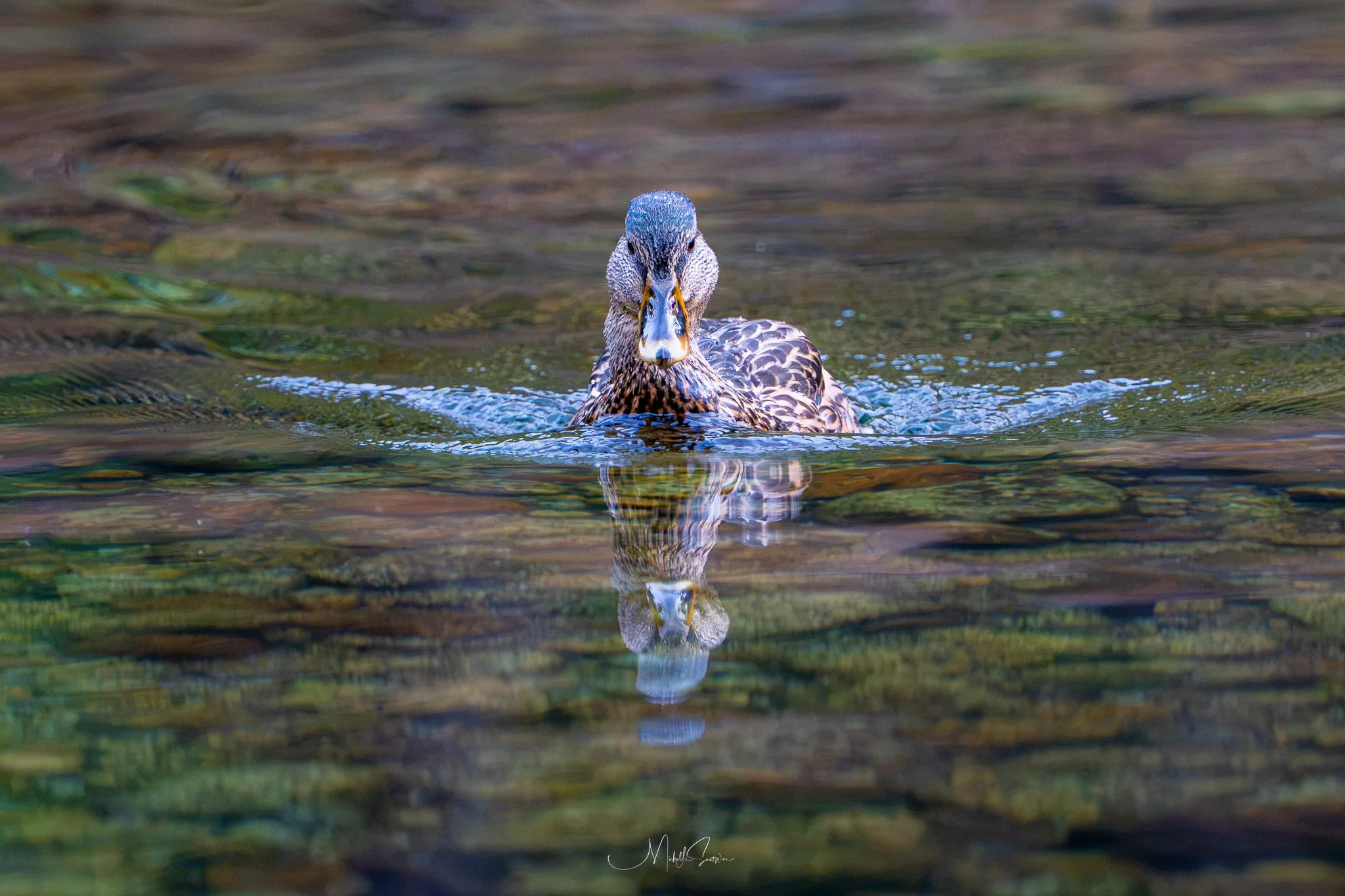 Bird-07676.jpg