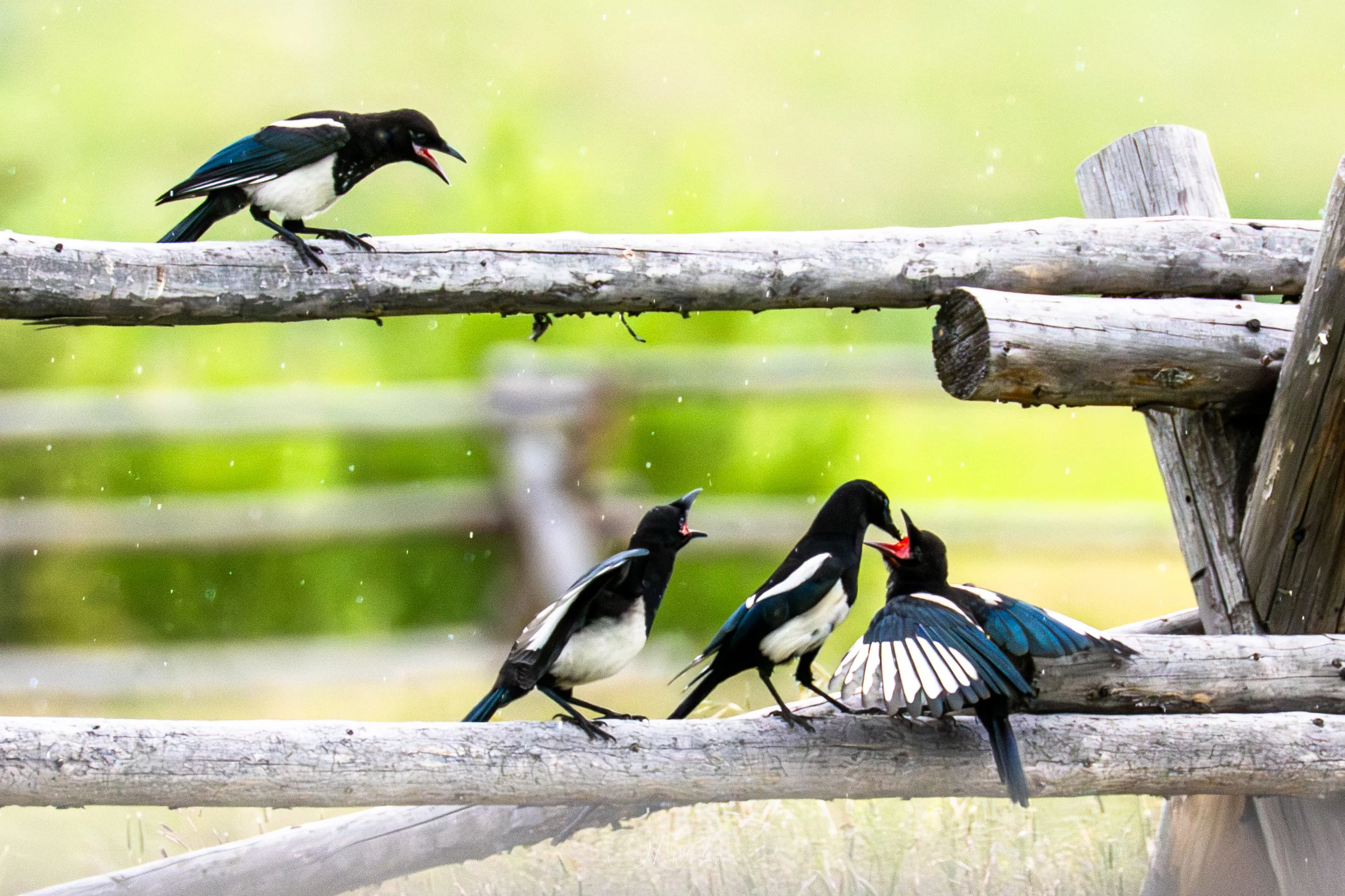 bird-08942.jpg