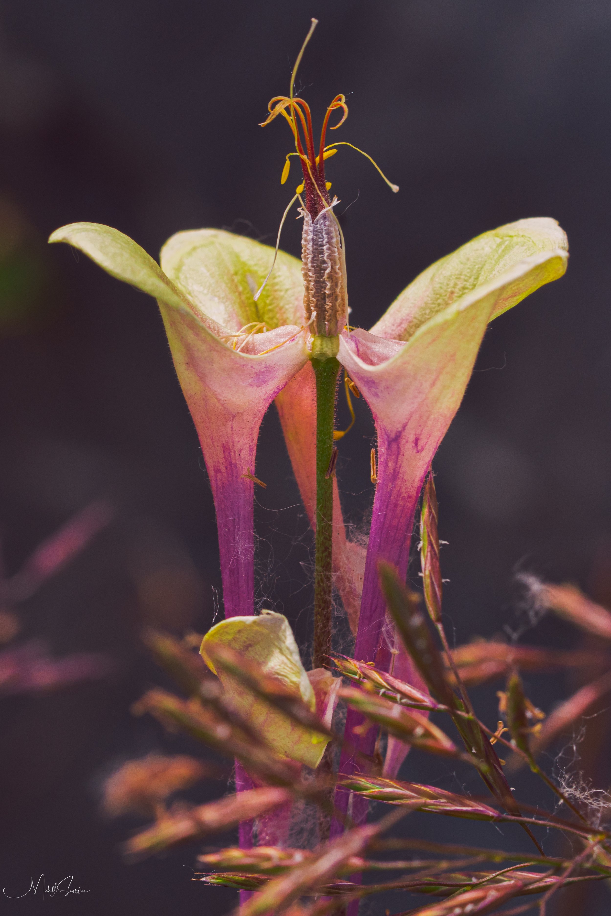 Alaska 2025-06013.jpg