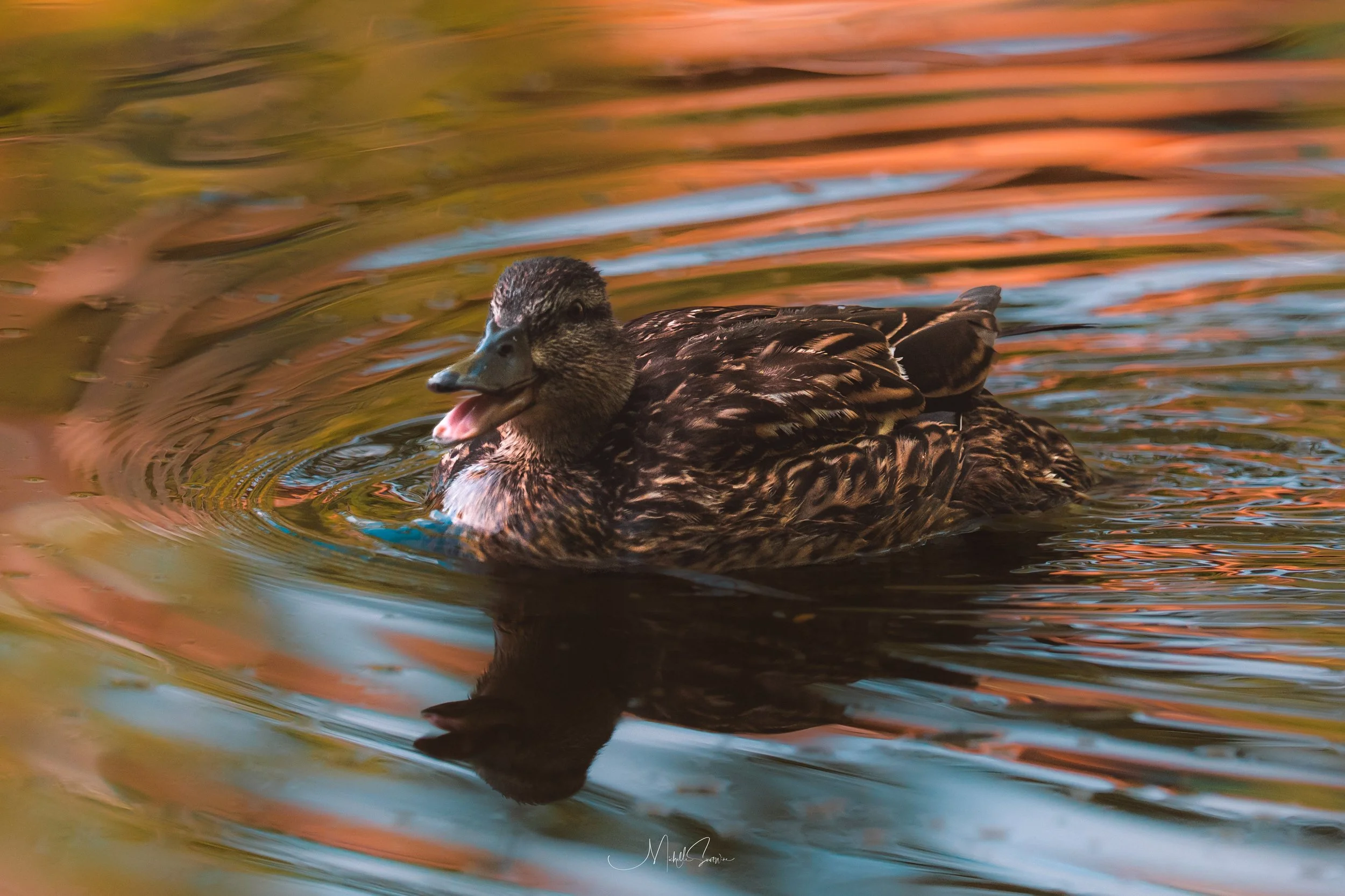 bird-07765.jpg