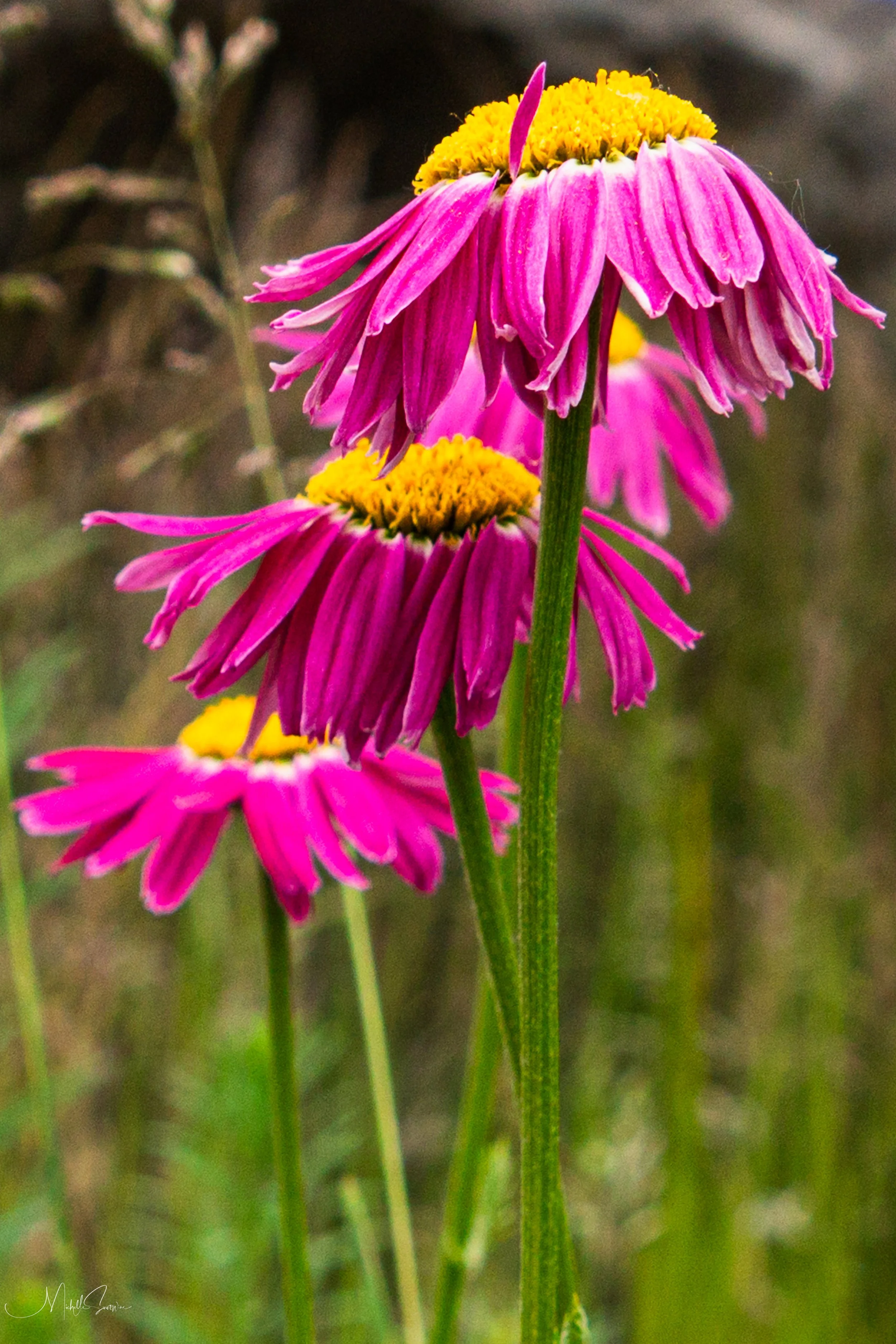 Alaska 2025-06169.jpg