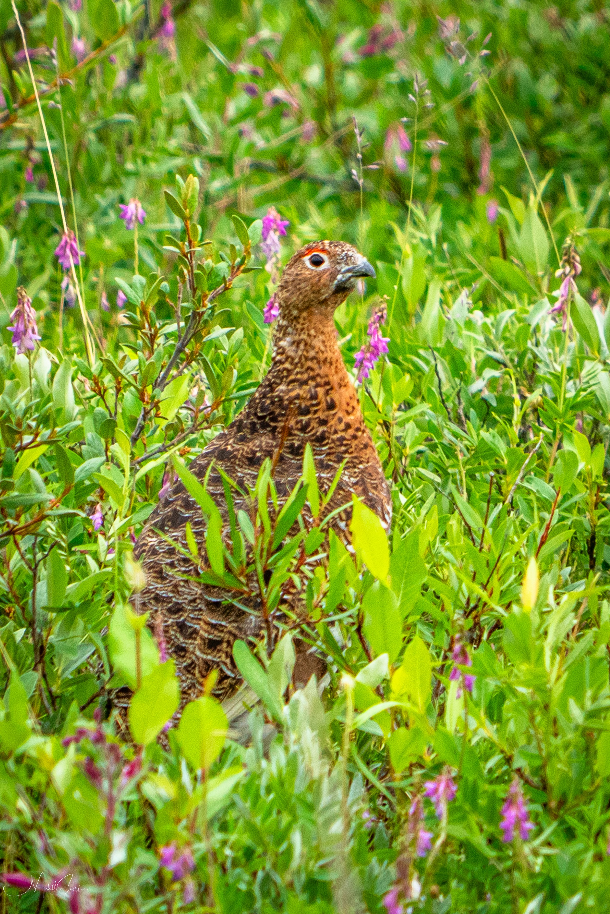 Alaska 2025-06352.jpg