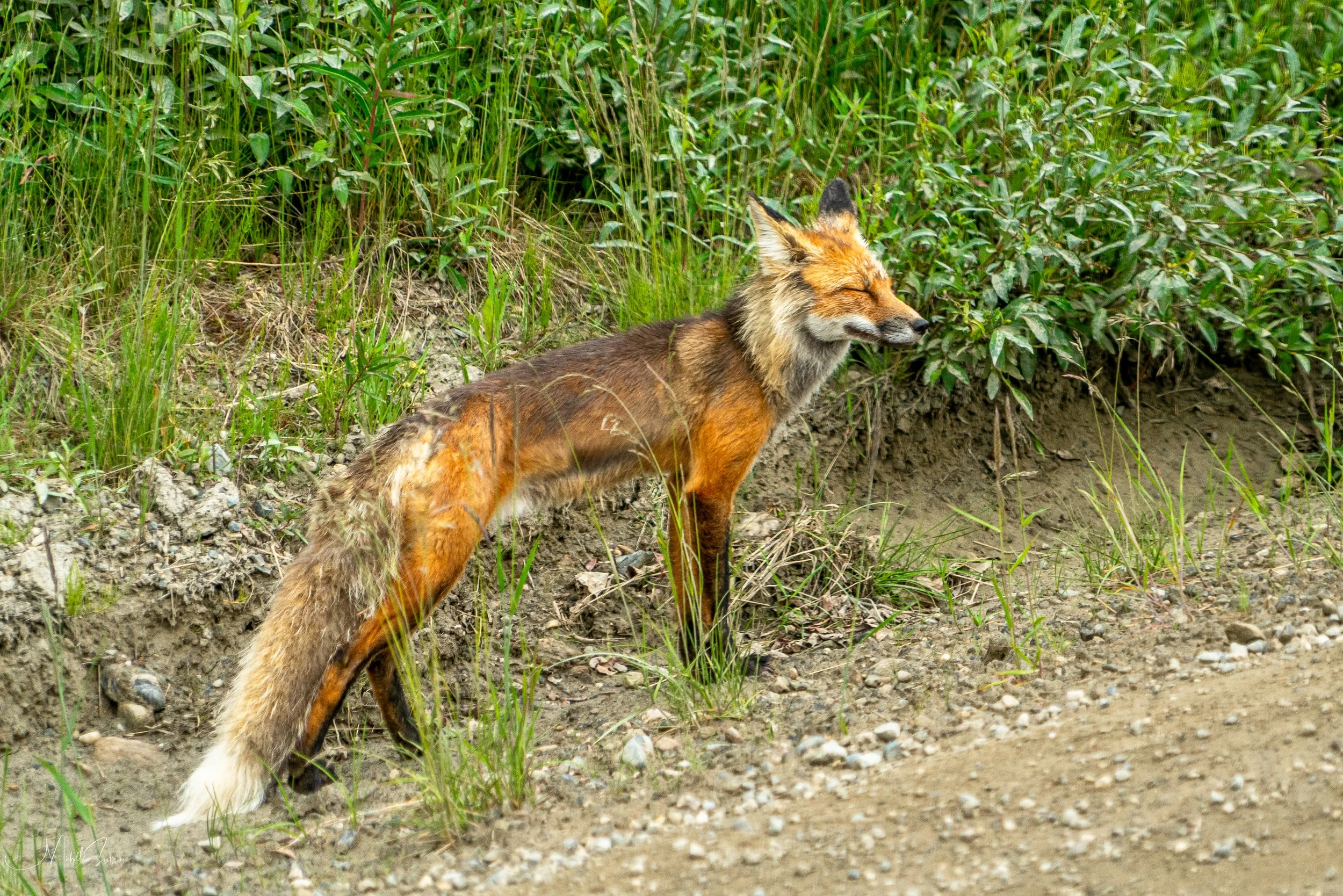 Alaska 2025-06363.jpg