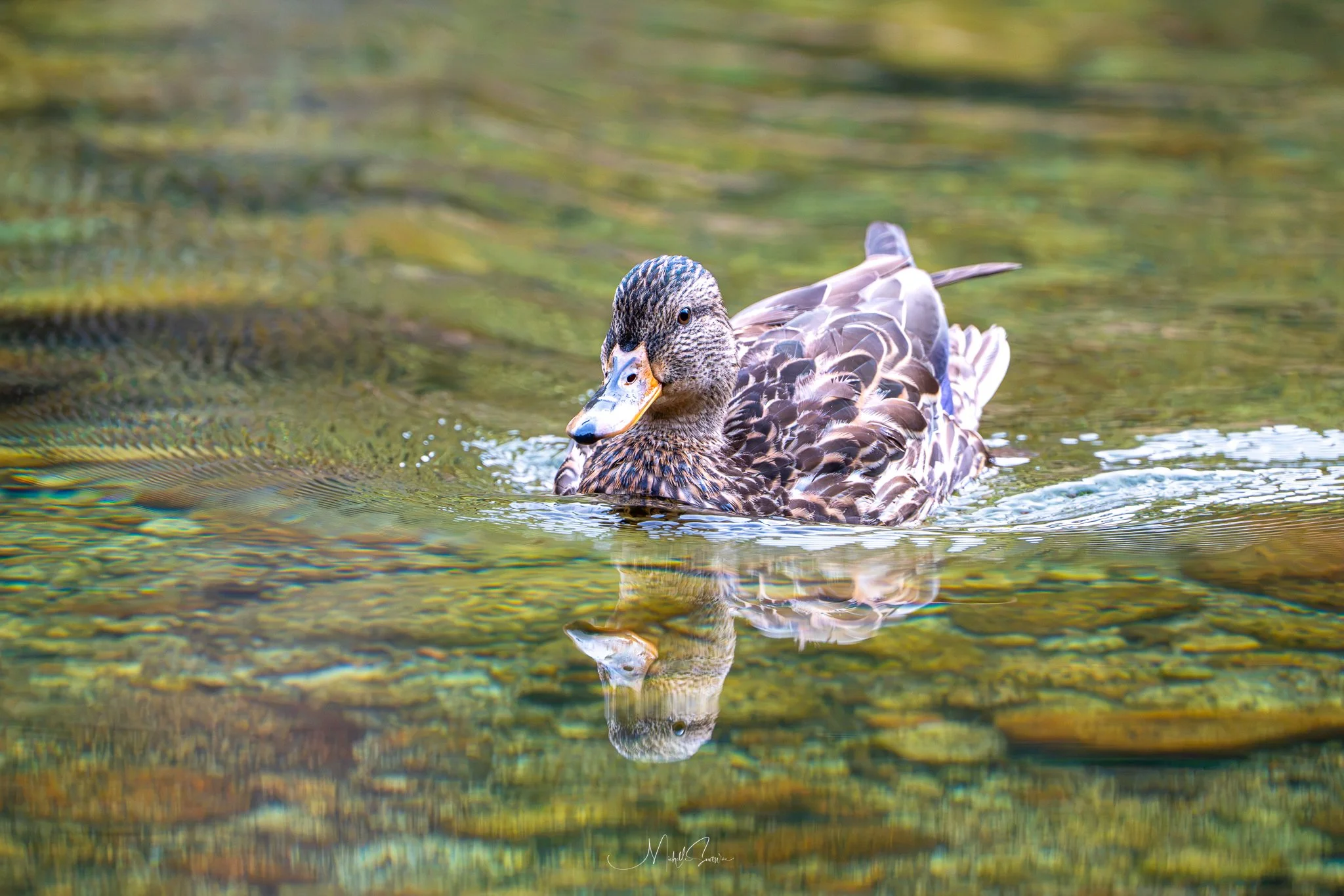 Bird-07562.jpg