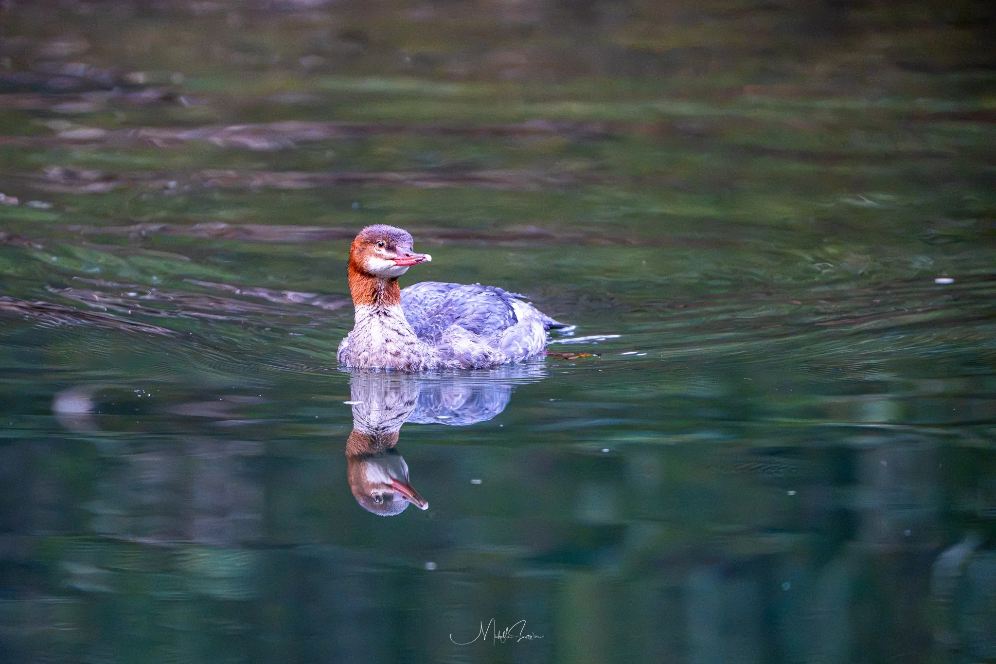 Bird-08127.jpg