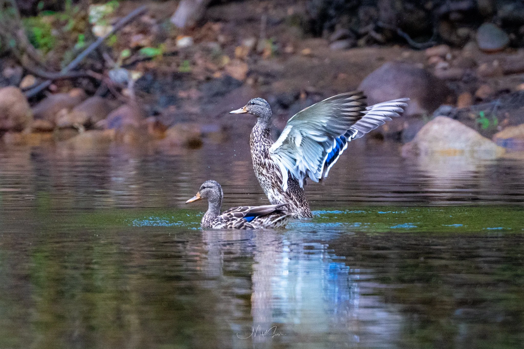 Bird-07640.jpg