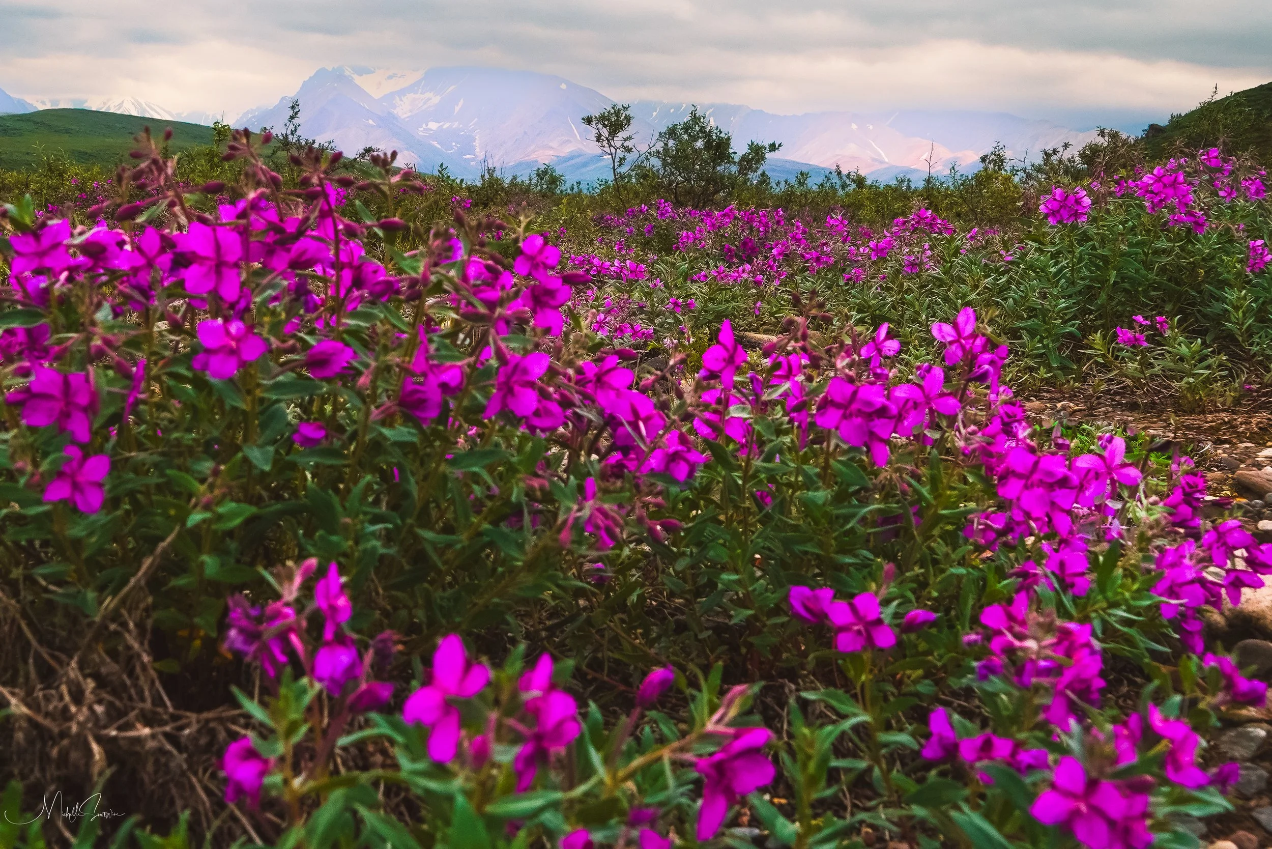 Alaska 2025-06310.jpg