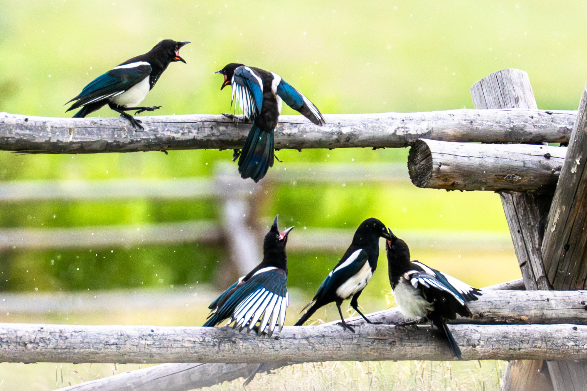 magpie-08945.jpg