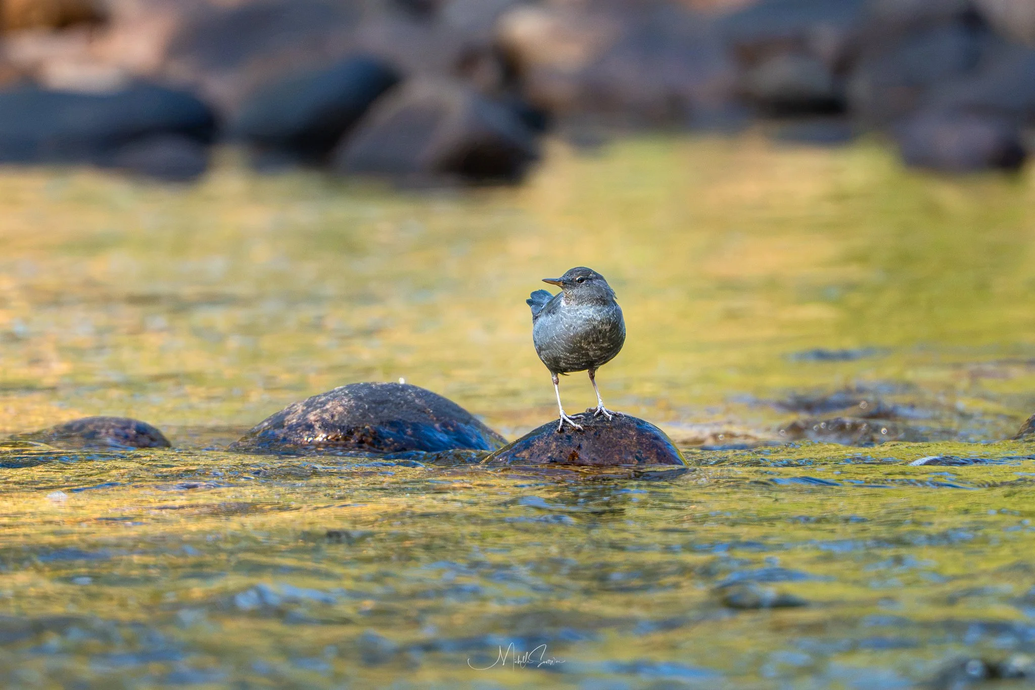 Bird-08411.jpg