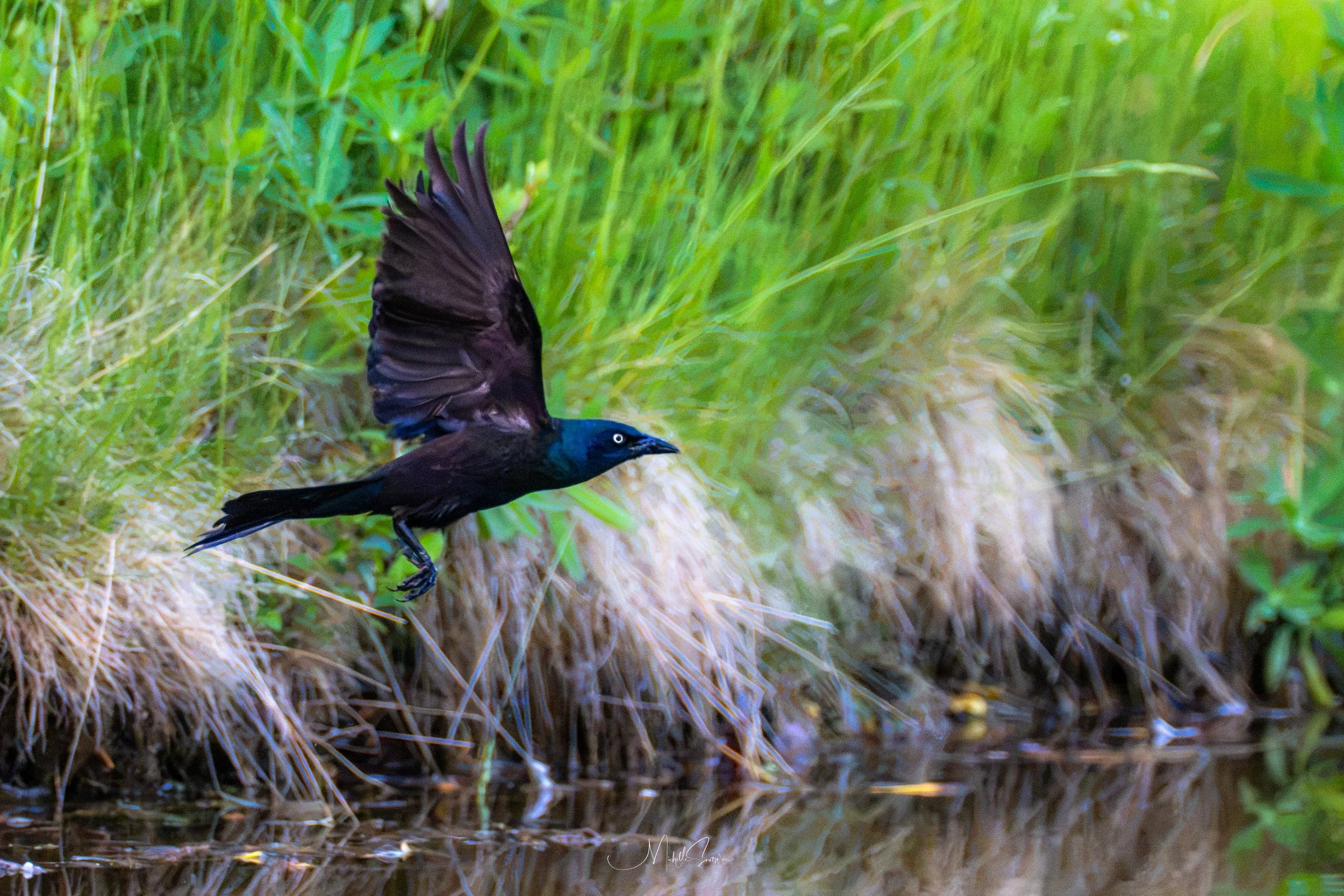 bird-07084.jpg