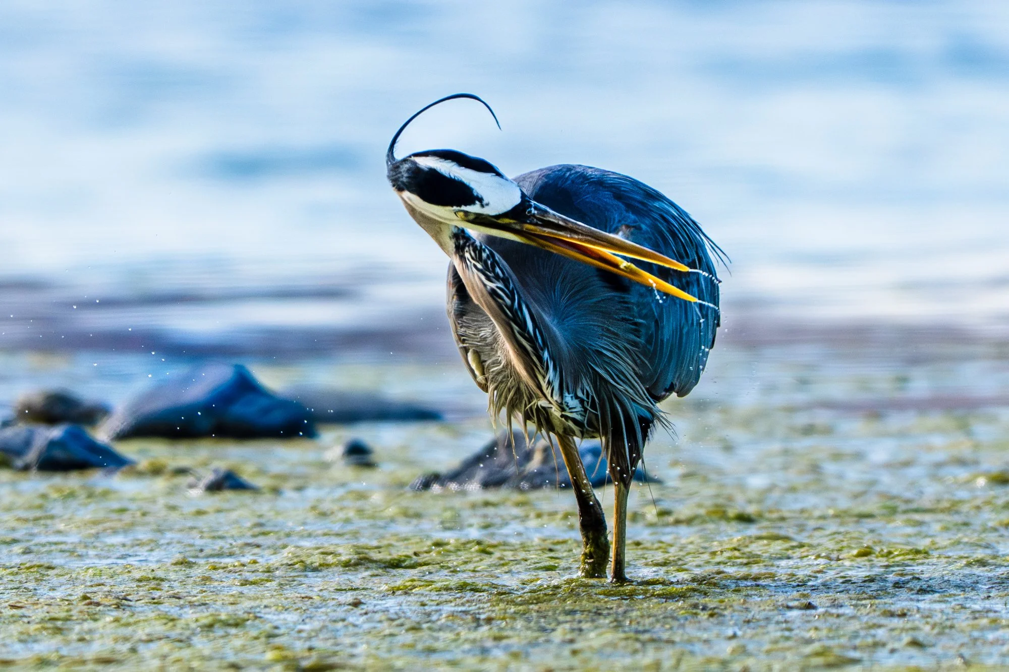 heron-02368.jpg