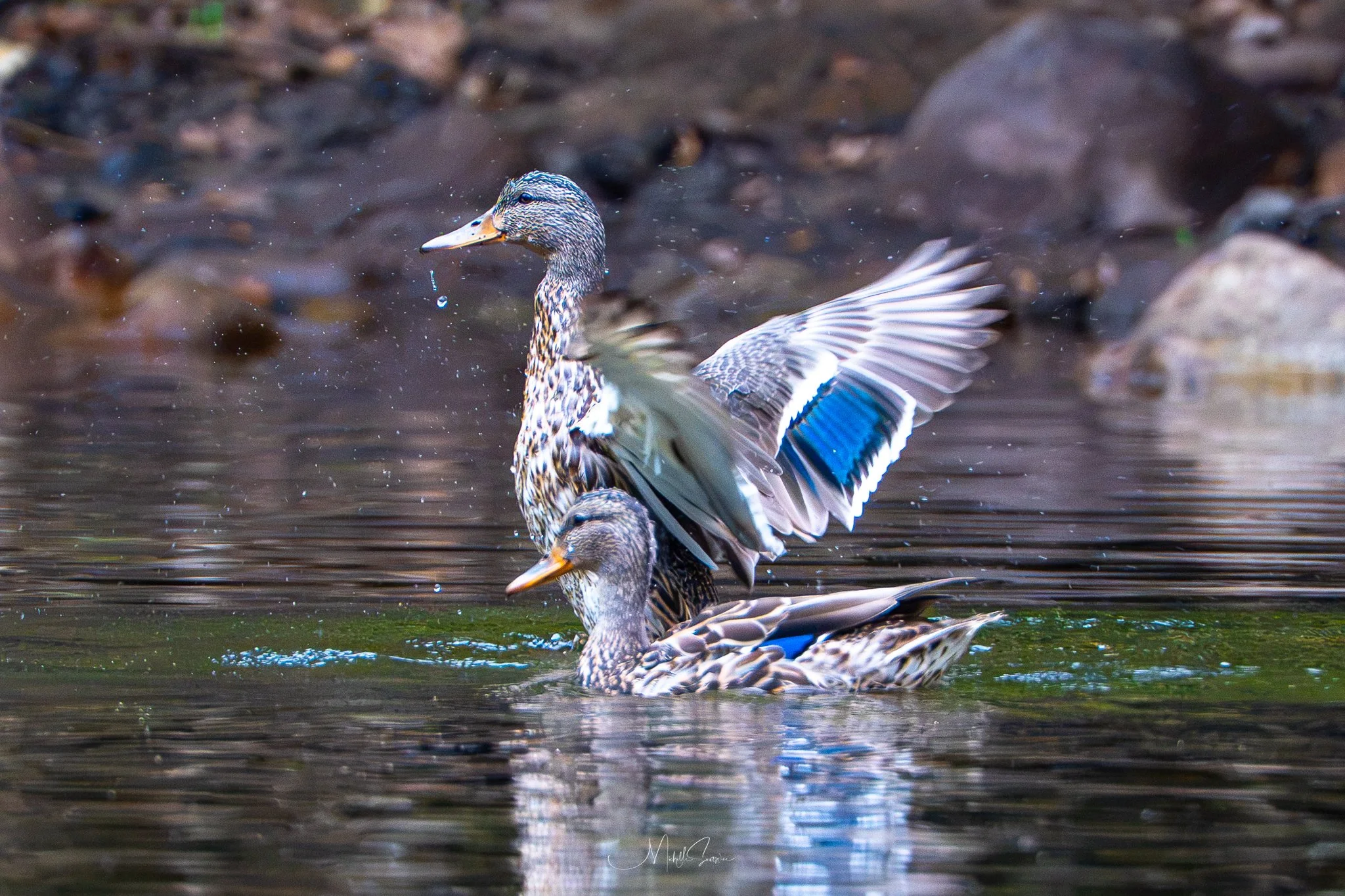 Bird-07637.jpg