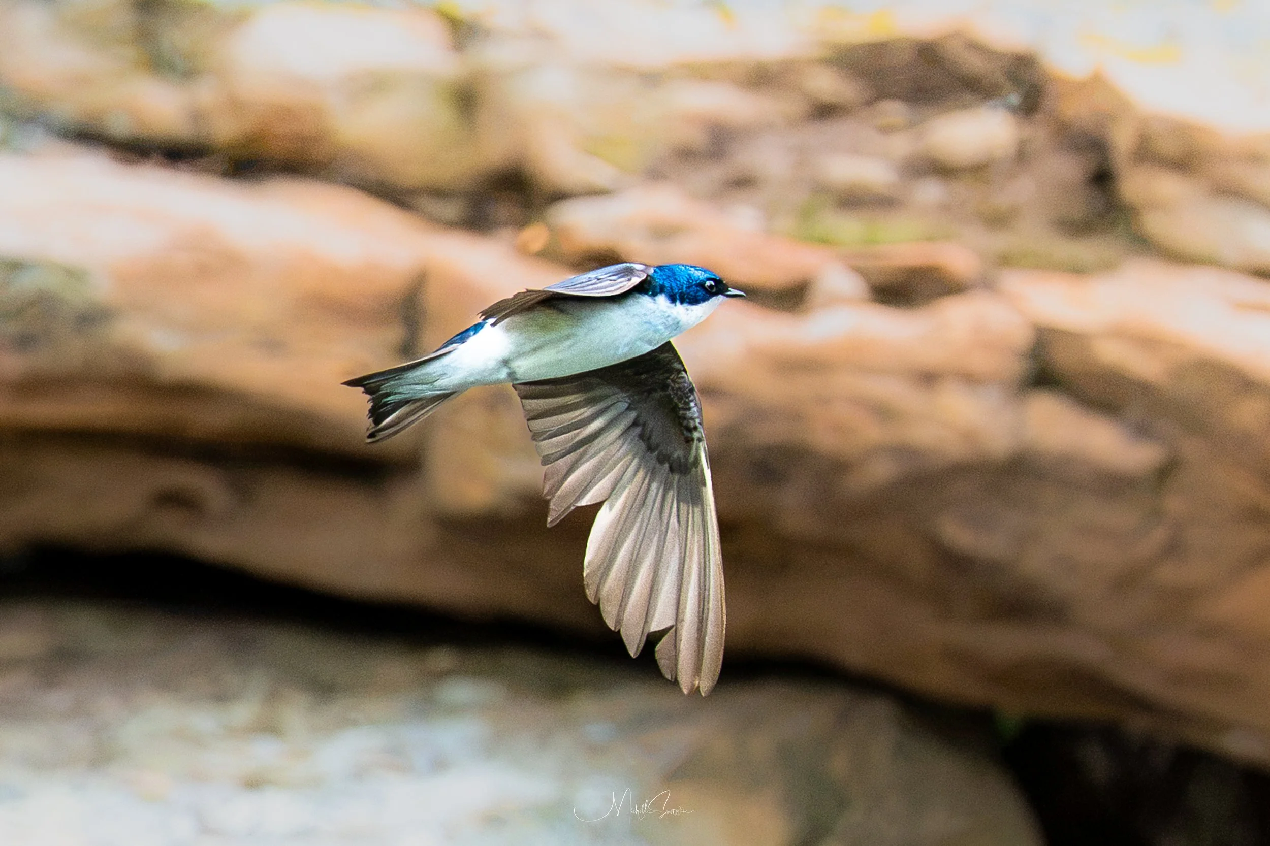 bird-06610.jpg
