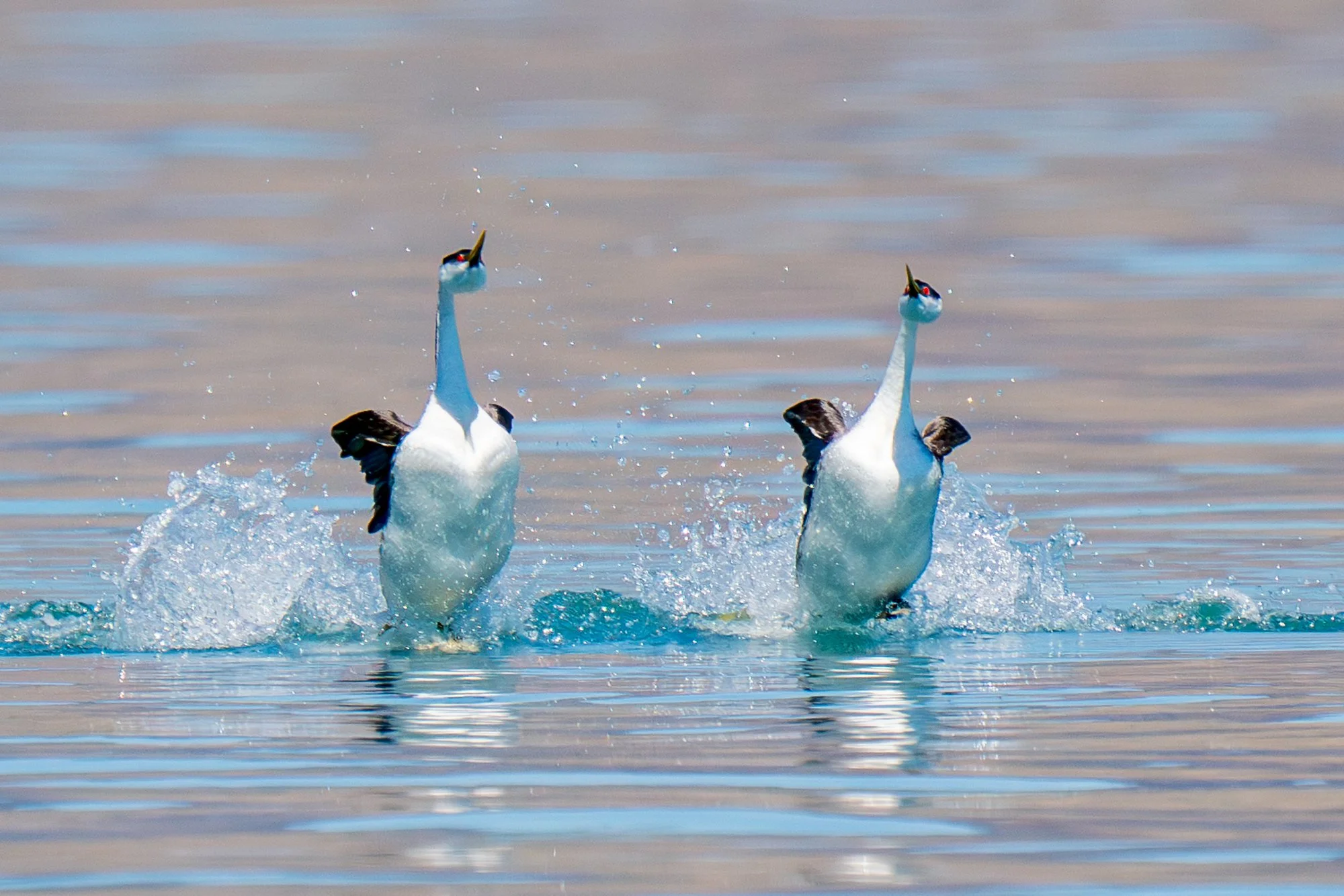 wgrebes-1.jpg