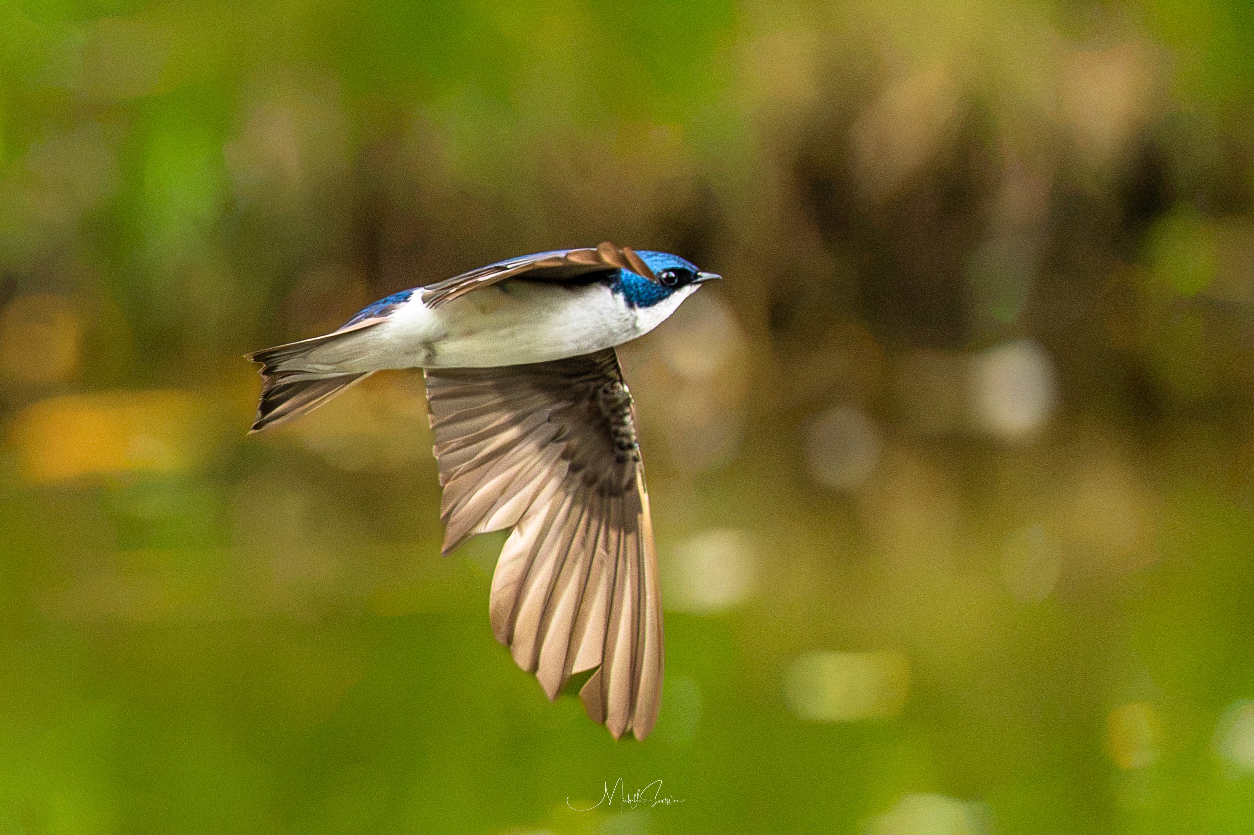 bird-06601.jpg