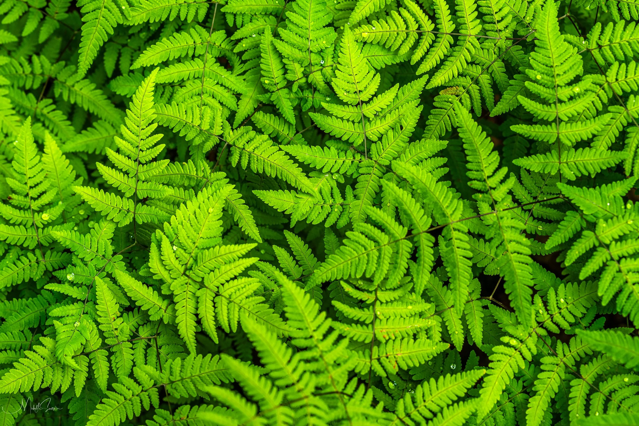 Alaska 2025-06193.jpg