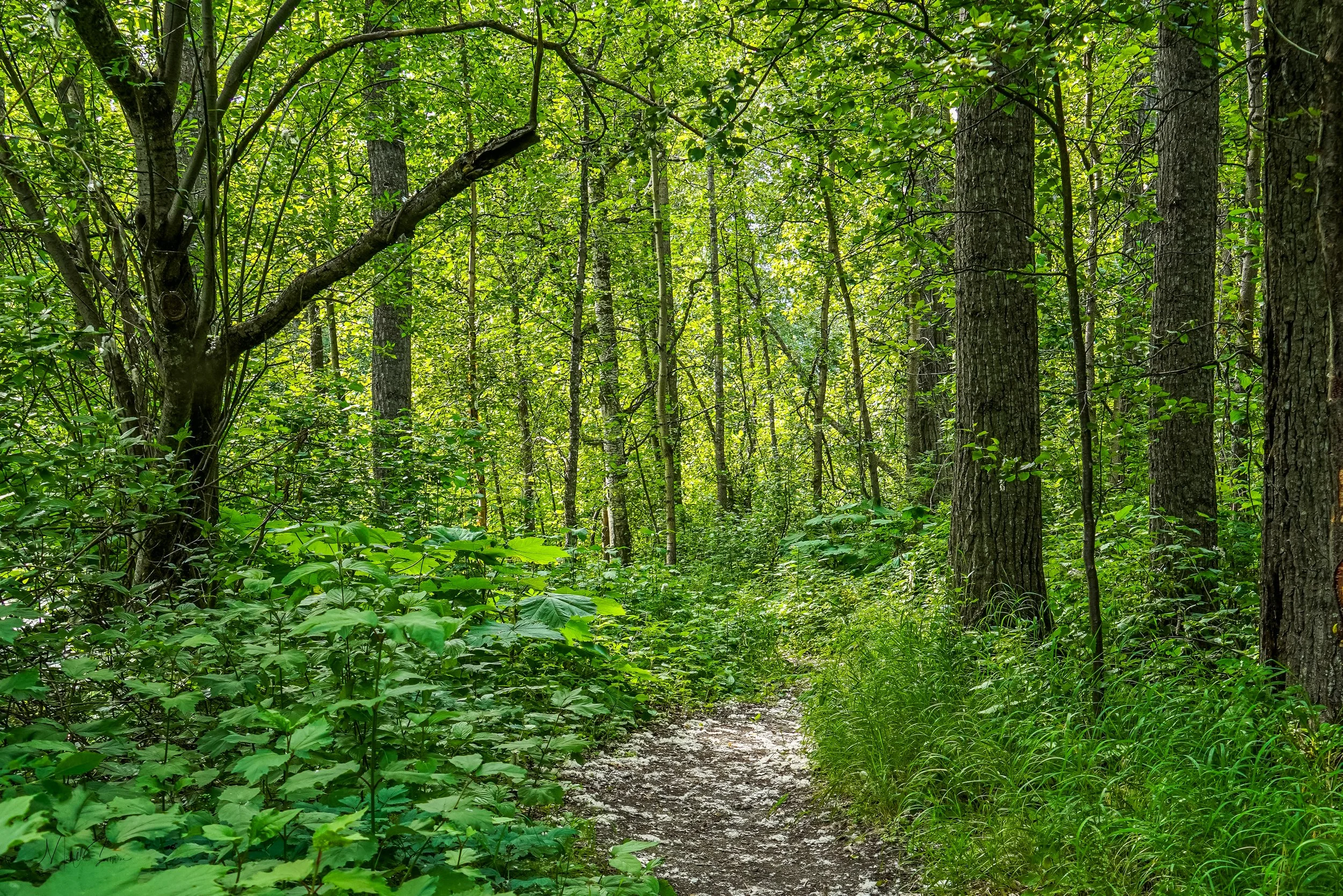 Alaska 2025-06150.jpg