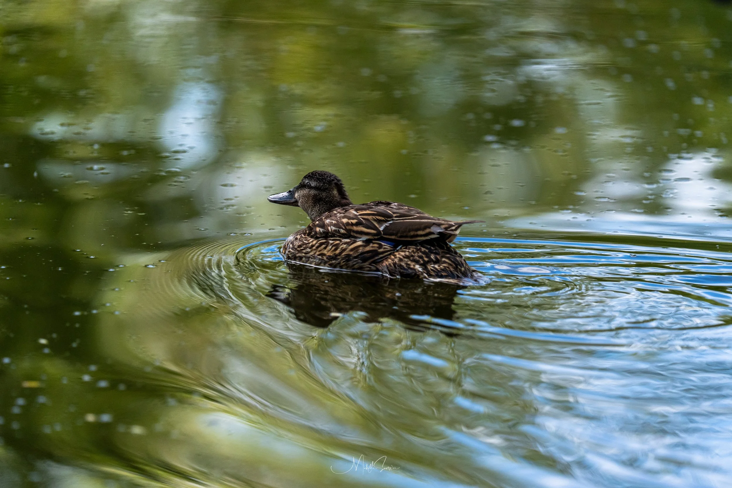 bird-07773.jpg