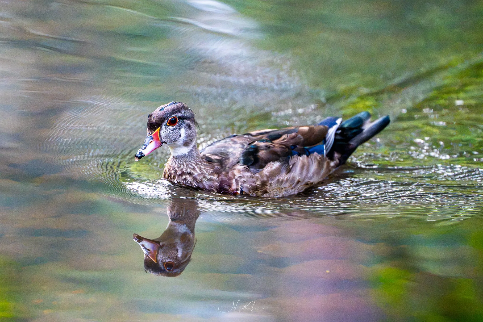 Bird-08345.jpg