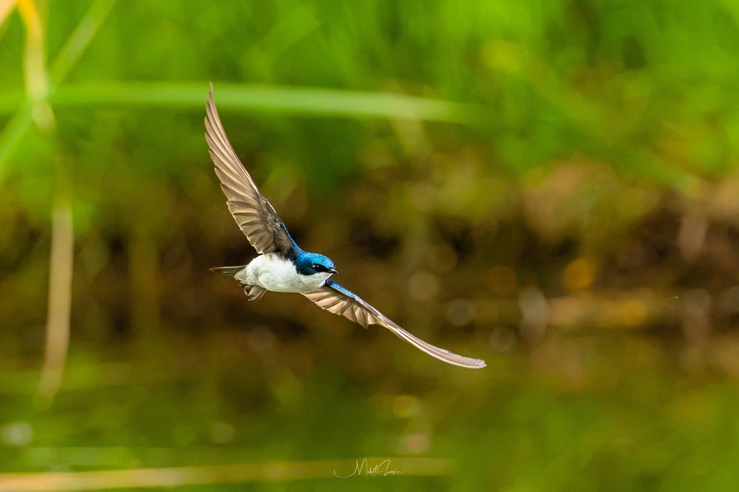 bird-06598.jpg