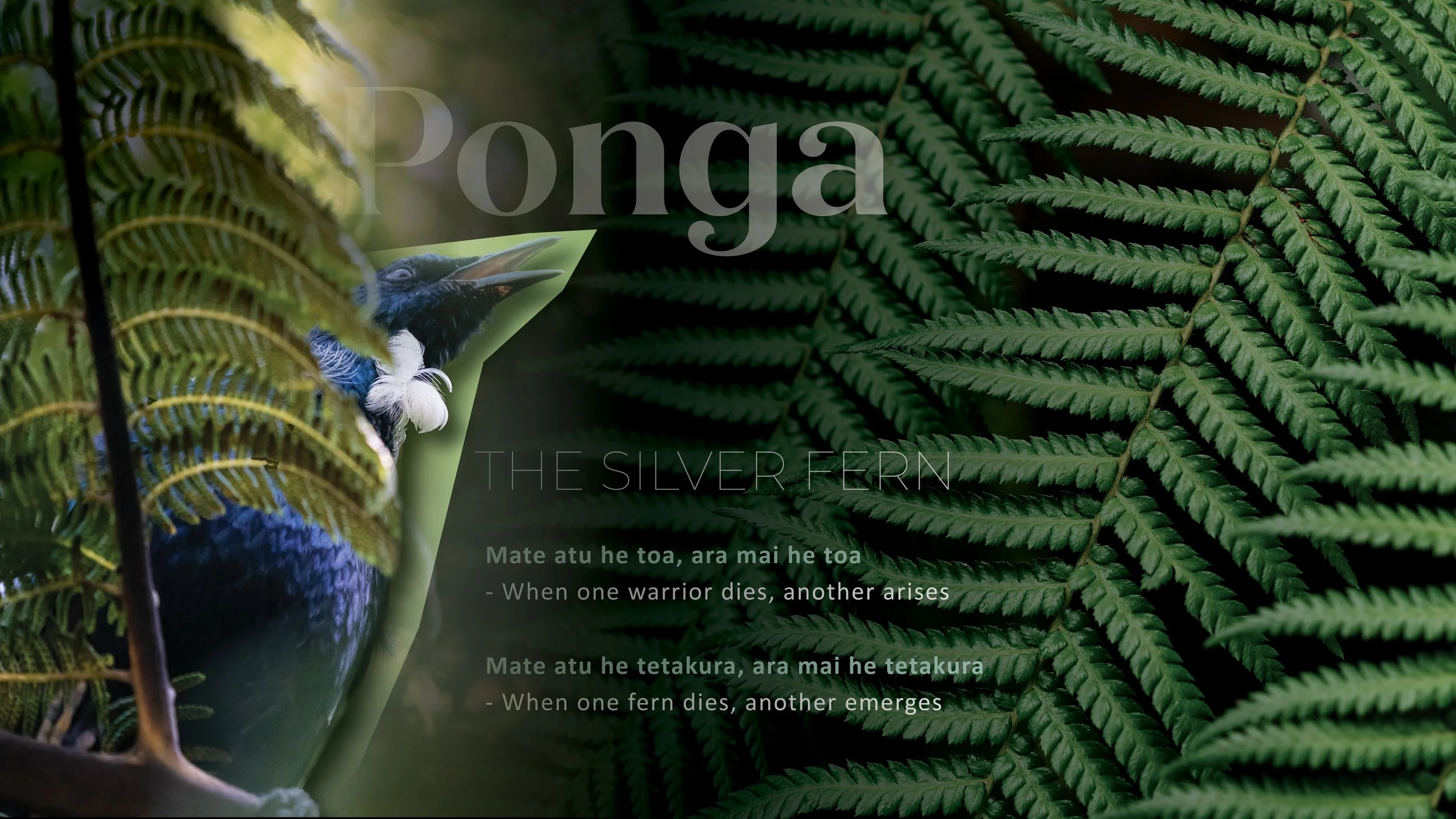 CC KORU13.jpg