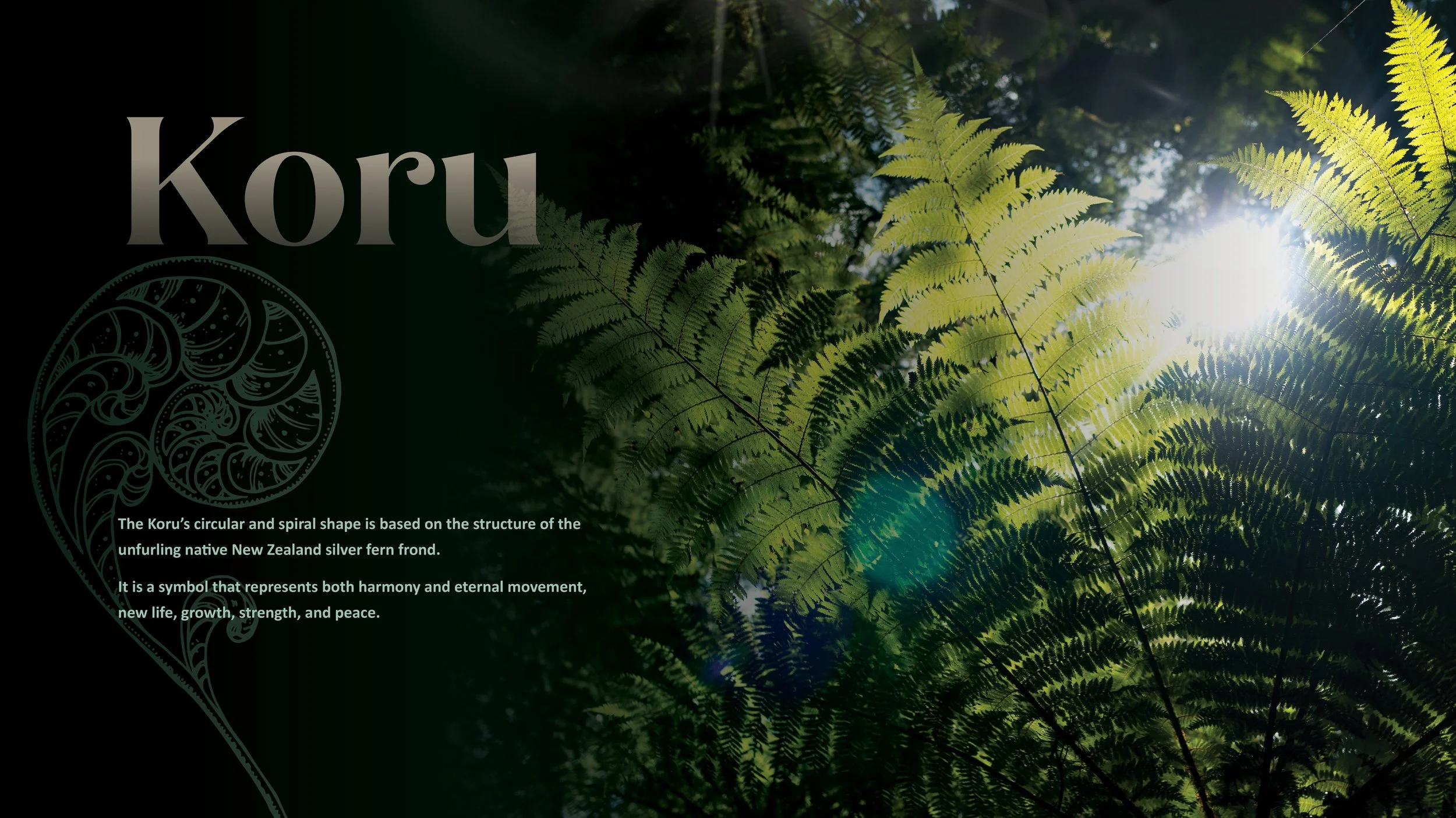 CC KORU7.jpg