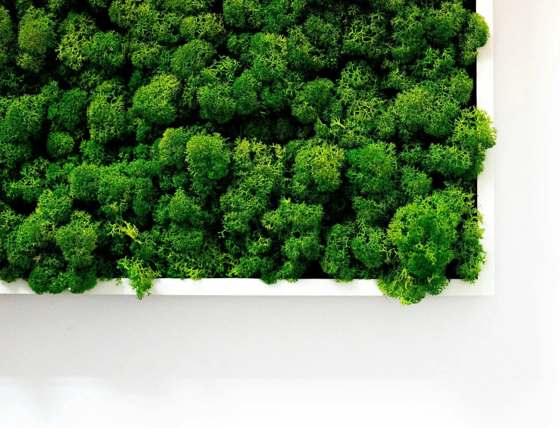 A white rectangular frame filled with lush green moss or plants, displayed against a white background, moss wall, clean air, office art, living wall