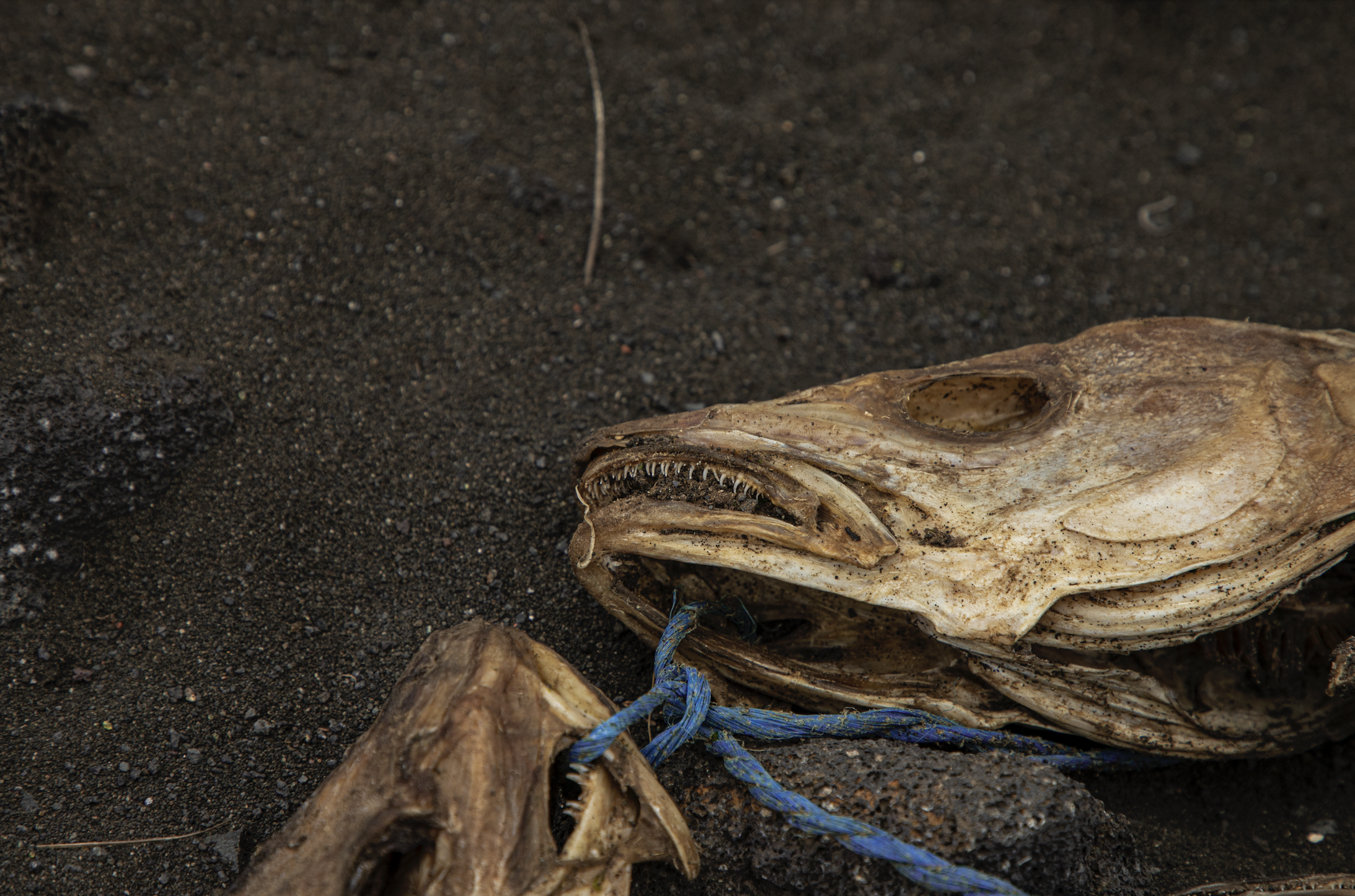 Screen Shot 2023-08-11 at 2.00.46 PM.png