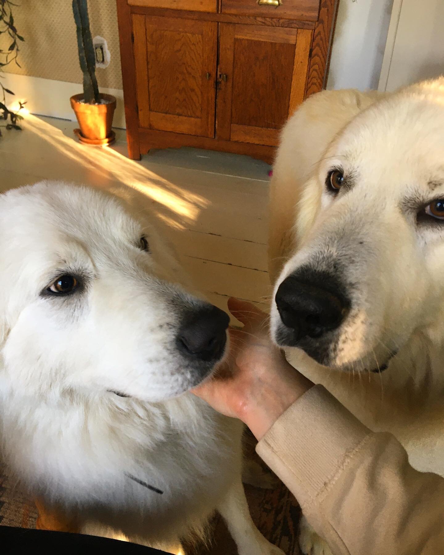 surprise!! double trouble 😈😈!

last weekend we finally brought home this sweet boy &mdash; whose name was also winston! 😅 that is changing, obviously.

he was found wandering near a swamp in alabama but clearly had a home as he is house trained, g