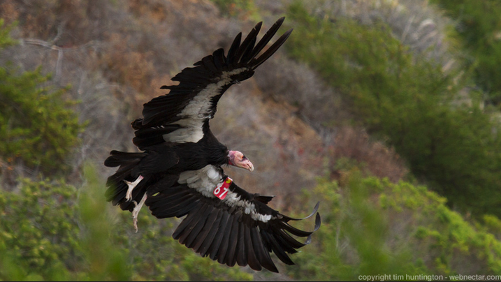 Ventana Wildlife Society-Condor Chat
