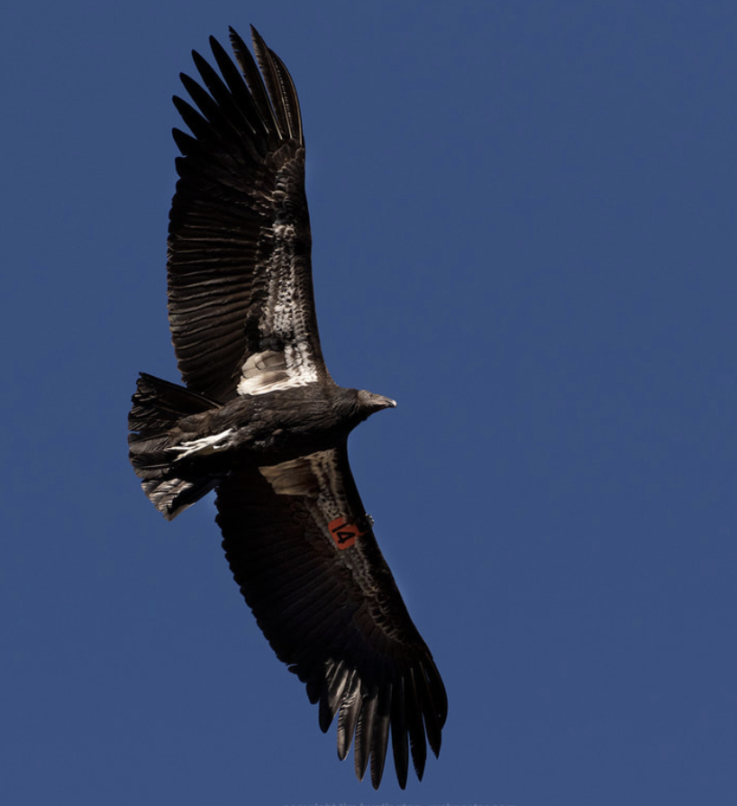 Audubon Society