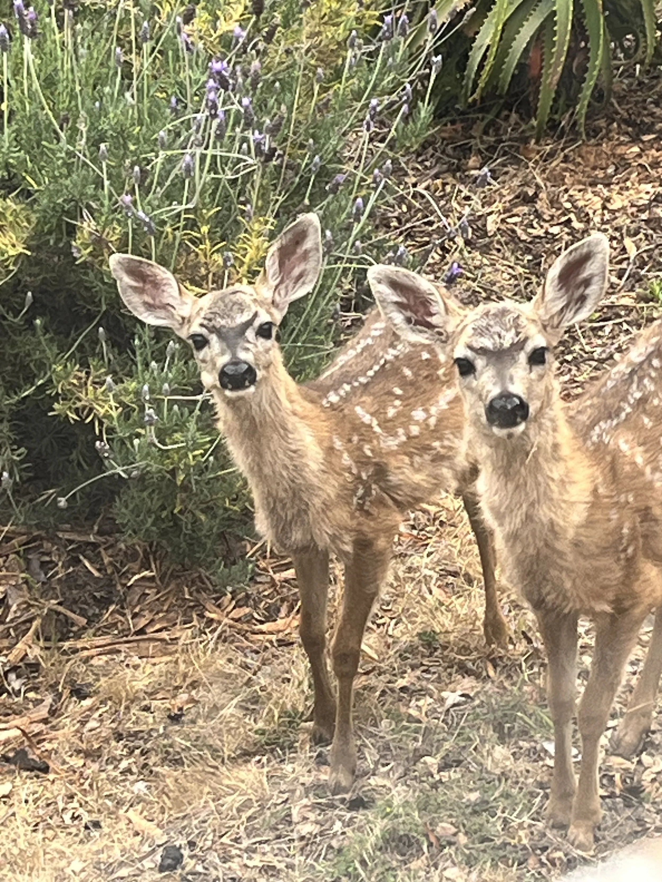 Black Tail Deer 24.jpeg