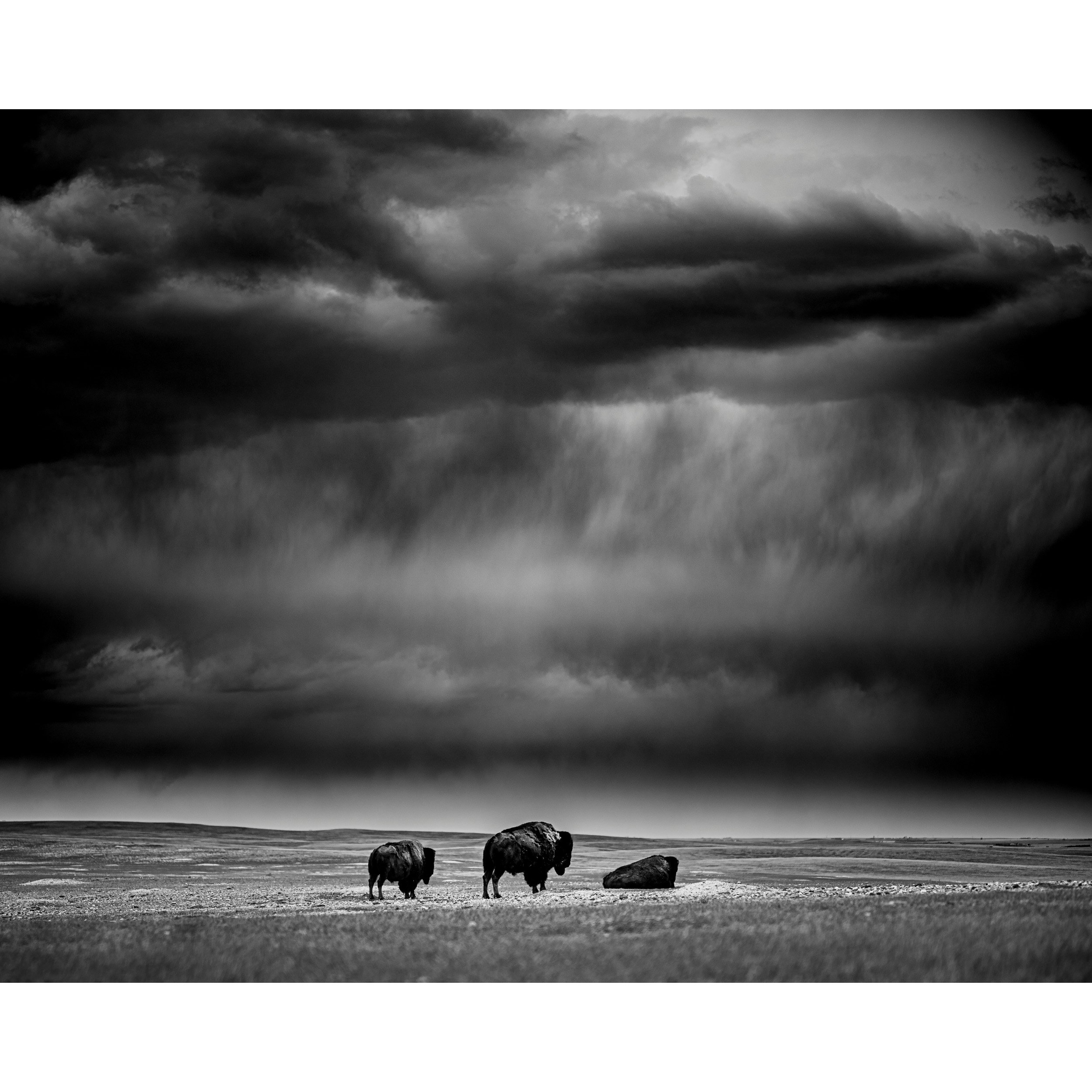 Bison storm •  Badlands of South Dakota