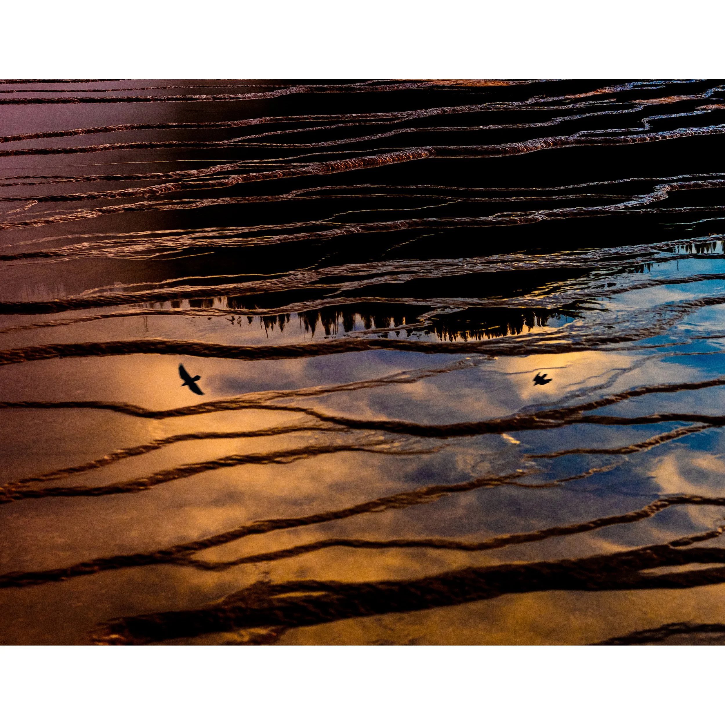 ravens over prismatic springs • wyoming