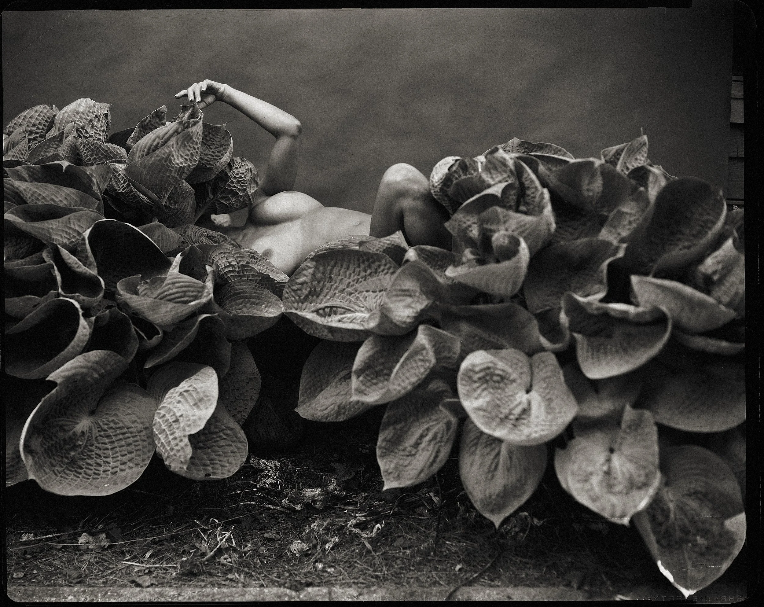 monochrome-abstract-nature-photography-8x10-film