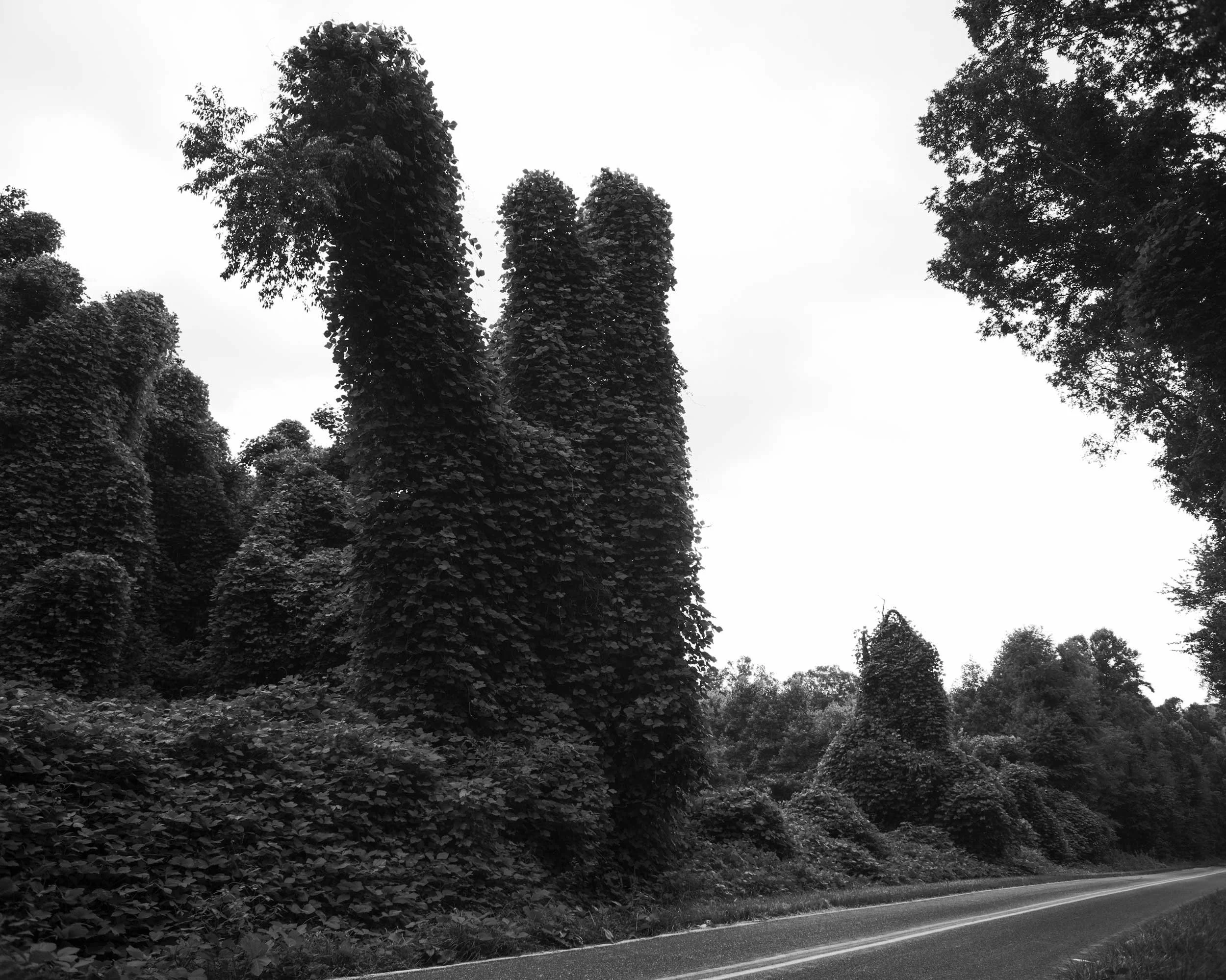 A dramatic black and white documentary photograph showing dense, towering walls of invasive kudzu vines completely engulfing trees alongside a quiet mountain road in Western North Carolina.