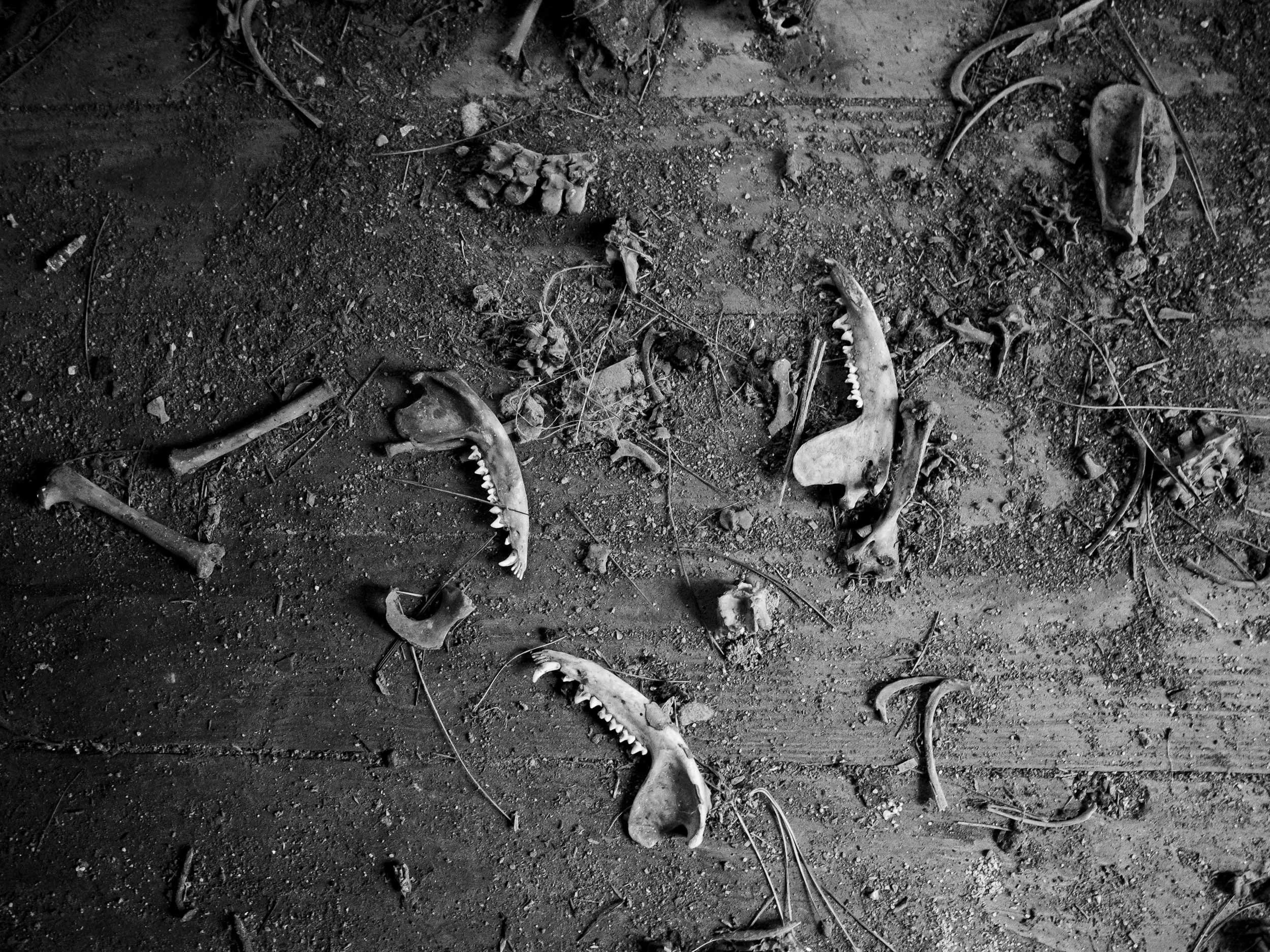 A high-contrast black and white documentary photograph looking down at weathered animal jawbones, teeth, and small fragments scattered across dark soil in Western North Carolina.
