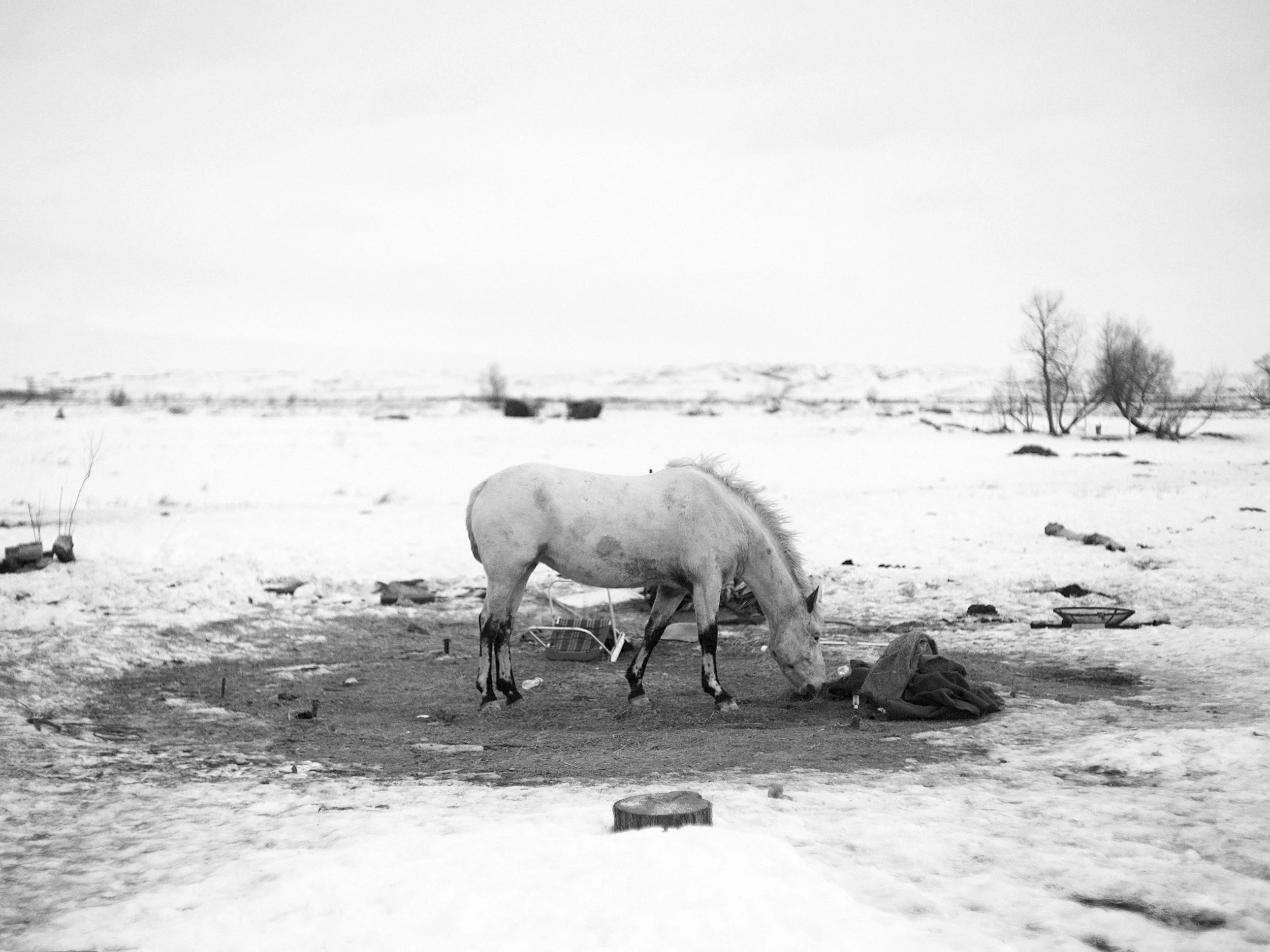 Black and white documentary photograph of a light-colored horse standing over a patch of dirt in a vast, snow-covered landscape at the Standing Rock camp, grazing near scattered gear and a tree stump.