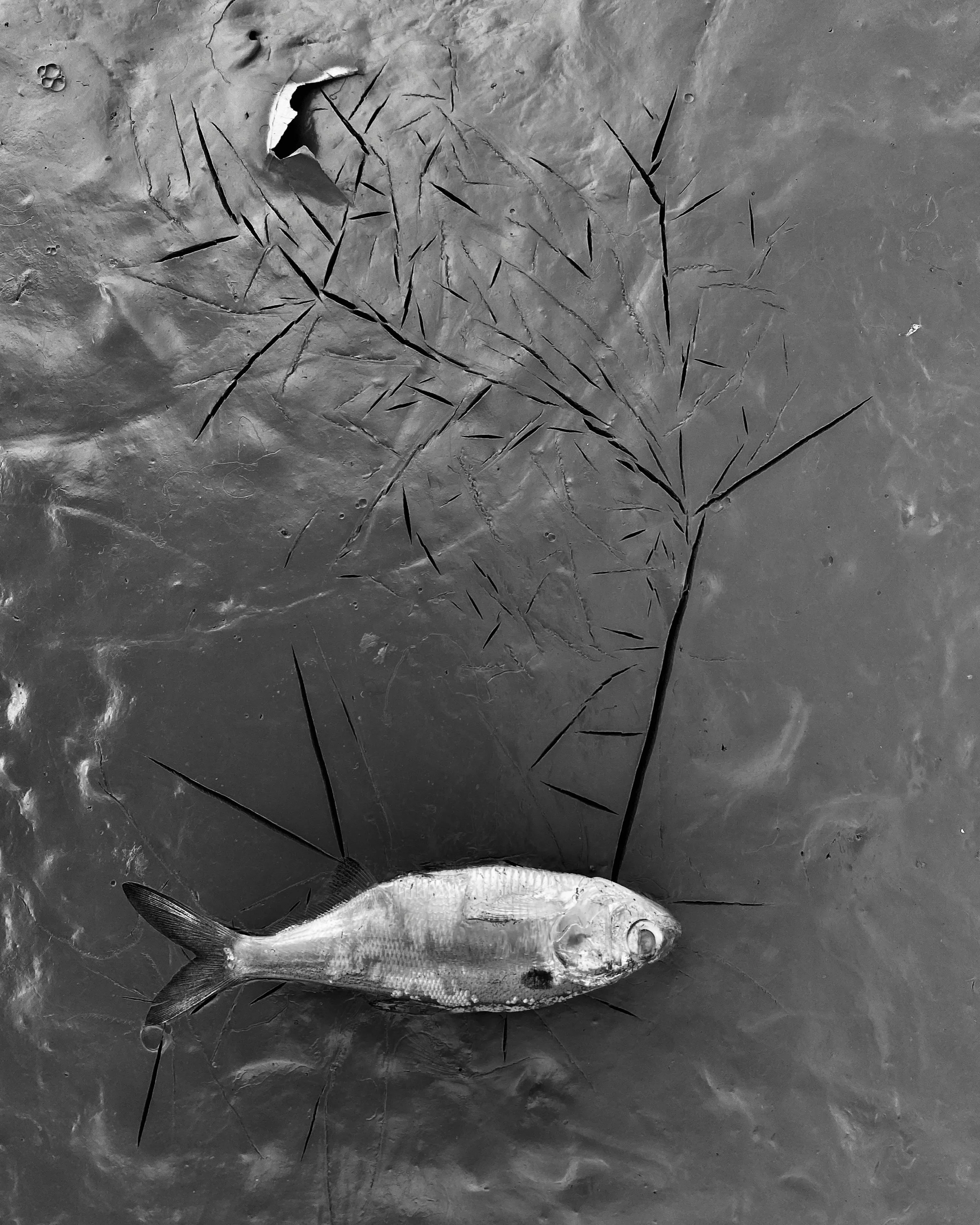 A high-contrast black and white documentary photograph looking down at a dead fish resting in thick mud from low water levels, right beside a sharp, bare tree branch, from One Way Out, Lord by Parker J Pfister.