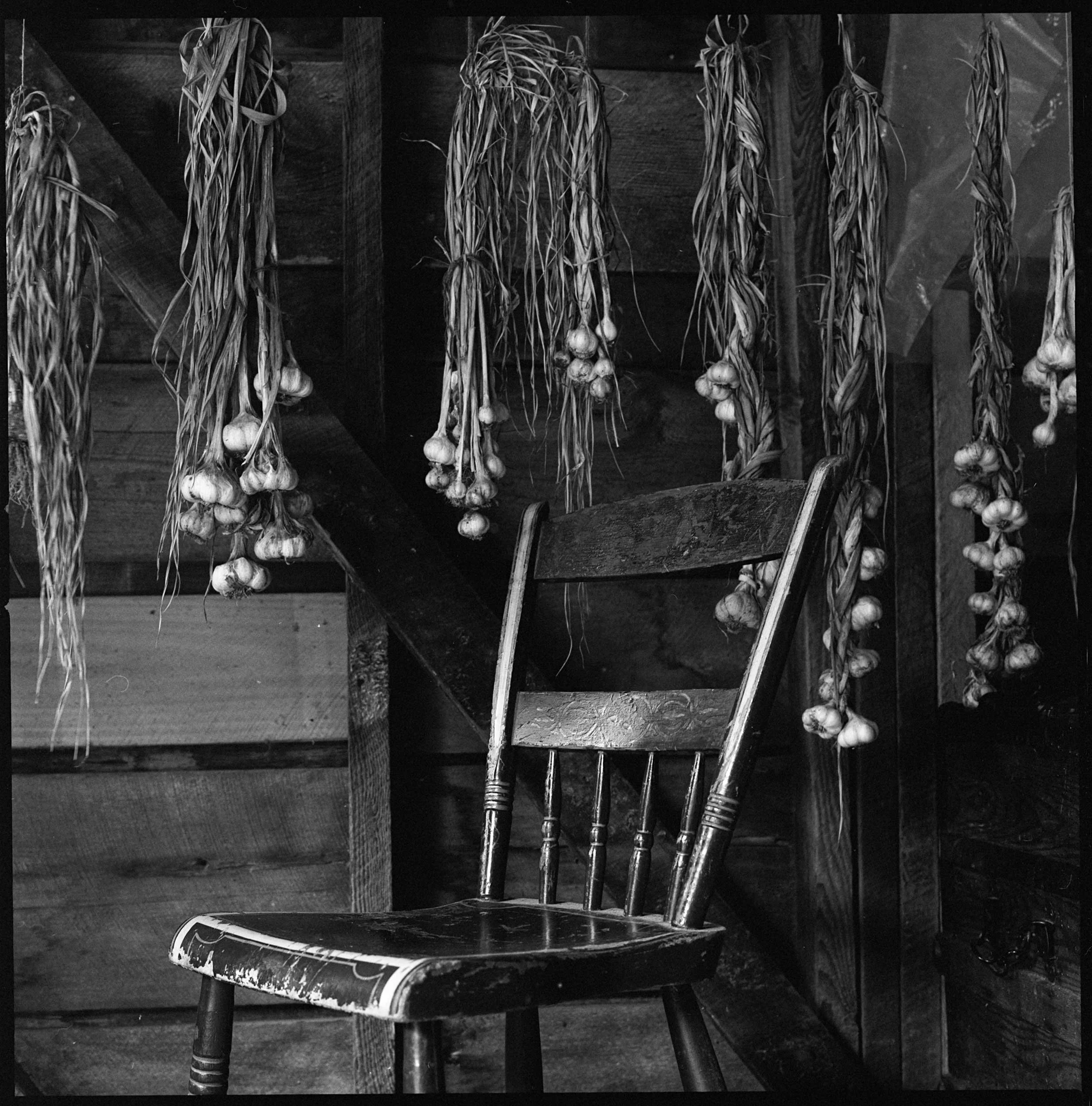 Black and white documentary photograph of multiple bundles of harvested garlic bulbs hanging up to dry from wooden rafters above an old wooden kitchen chair inside a barn in Western North Carolina.