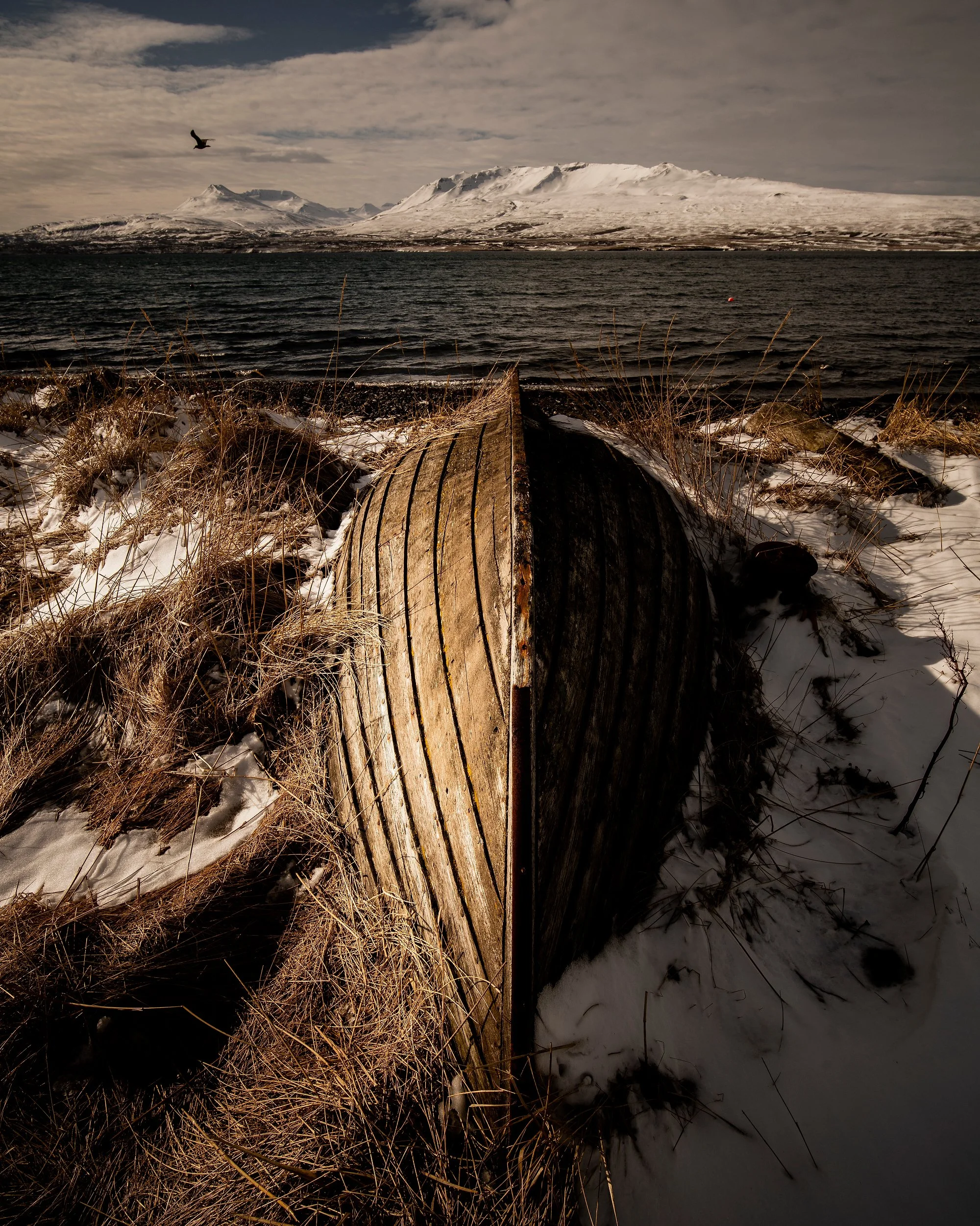 A fine art photograph capturing an old, weathered wooden boat overturned on a snowy, grassy shore in Iceland, looking out over a dark body of water toward massive, snow-capped mountains under a dramatic sky with a lone bird in flight.