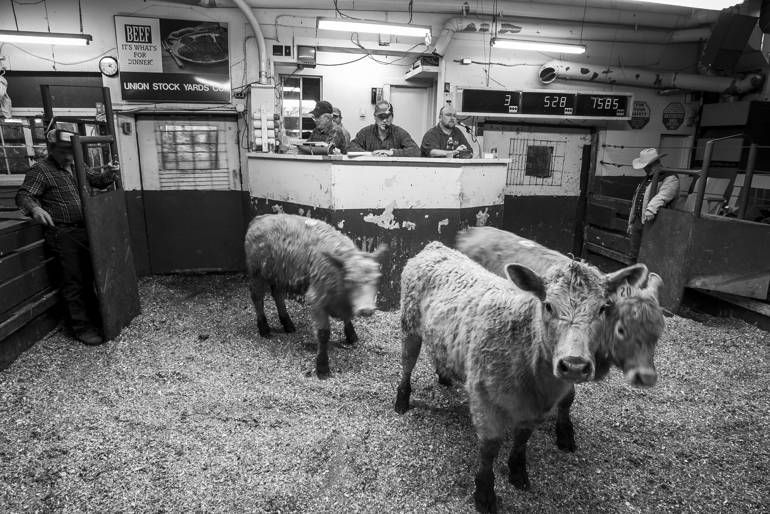 A black and white documentary photograph capturing cattle moving through the auction ring at the Union Stockyards in Hillsboro, Ohio, with auctioneers watching from an elevated booth, from One Way Out, Lord by Parker J Pfister.