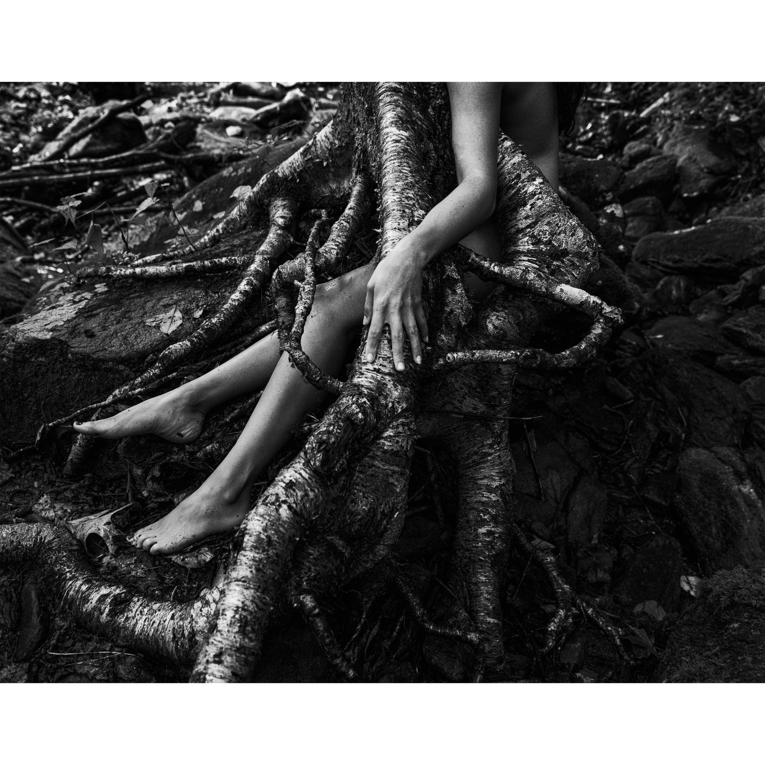 A fine art black-and-white photograph titled tangled by Parker J Pfister, from his human nature exhibition in Asheville, North Carolina. The image features a persons, bear arms and legs deeply intertwined and blending with thick, sprawling tree roots