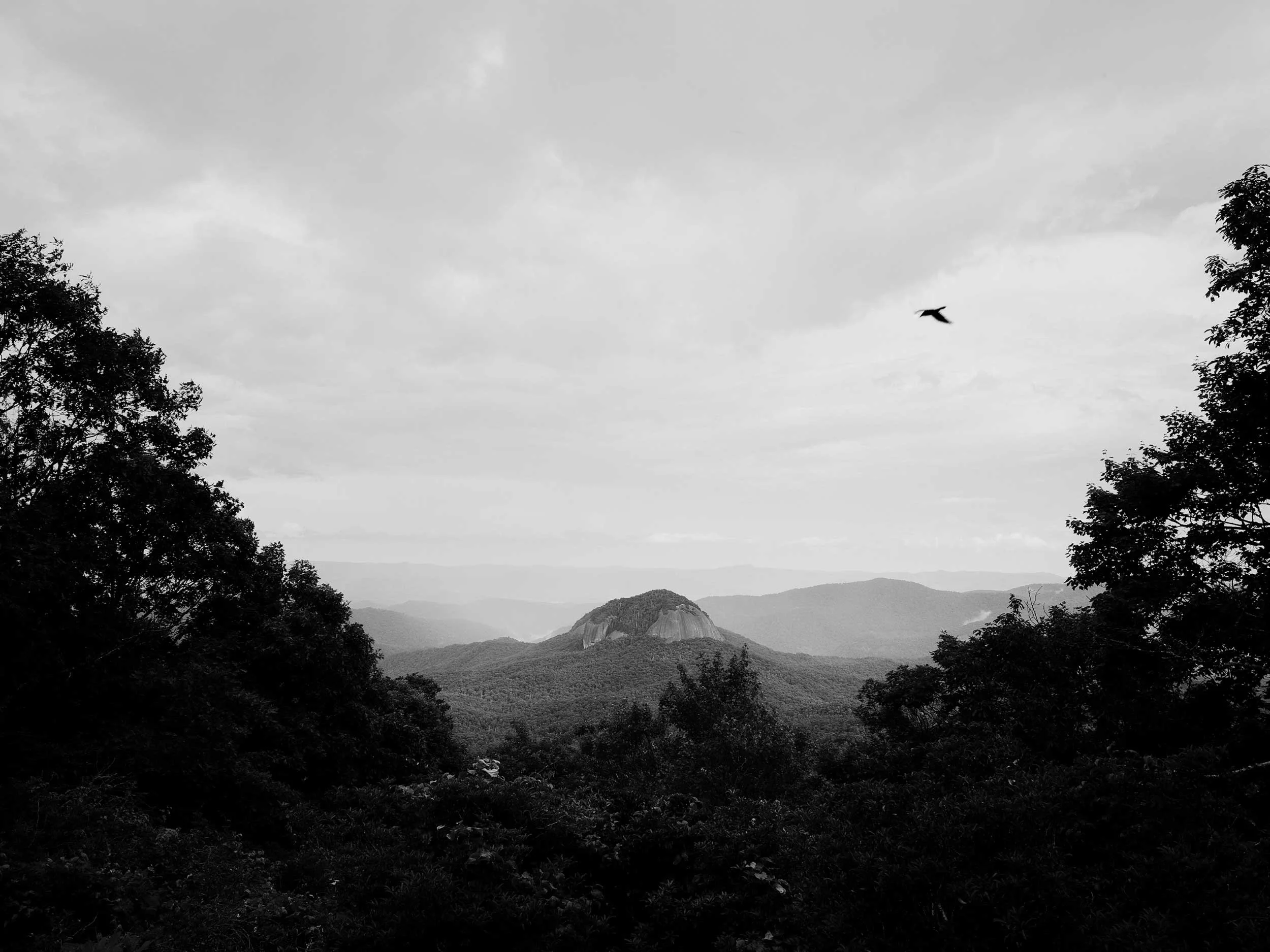 A dramatic black and white landscape photograph of a prominent Shining Rock framed by silhouetted trees in Western North Carolina, with a single bird flying in the cloudy sky above the Appalachian valley.