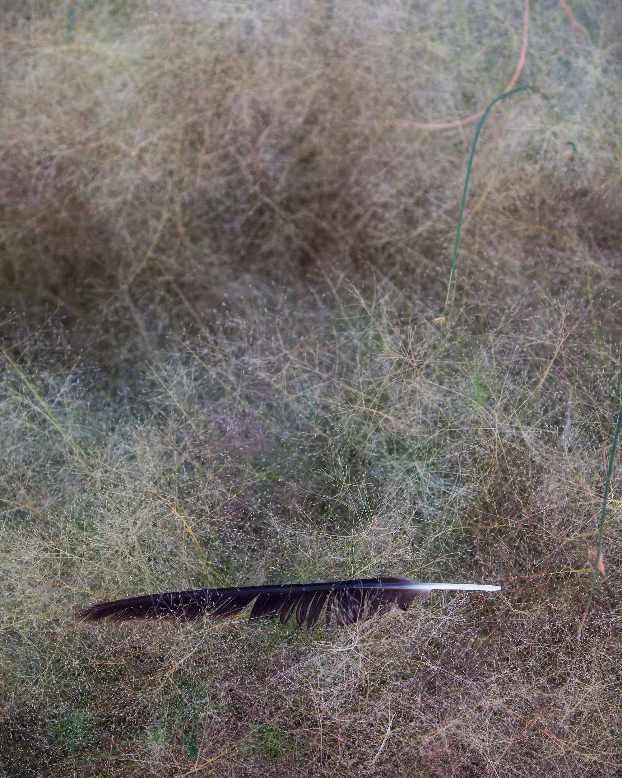 A minimalist color fine art photograph capturing a single, delicate bird feather resting gently on the ground amidst textured blades of wild grass.