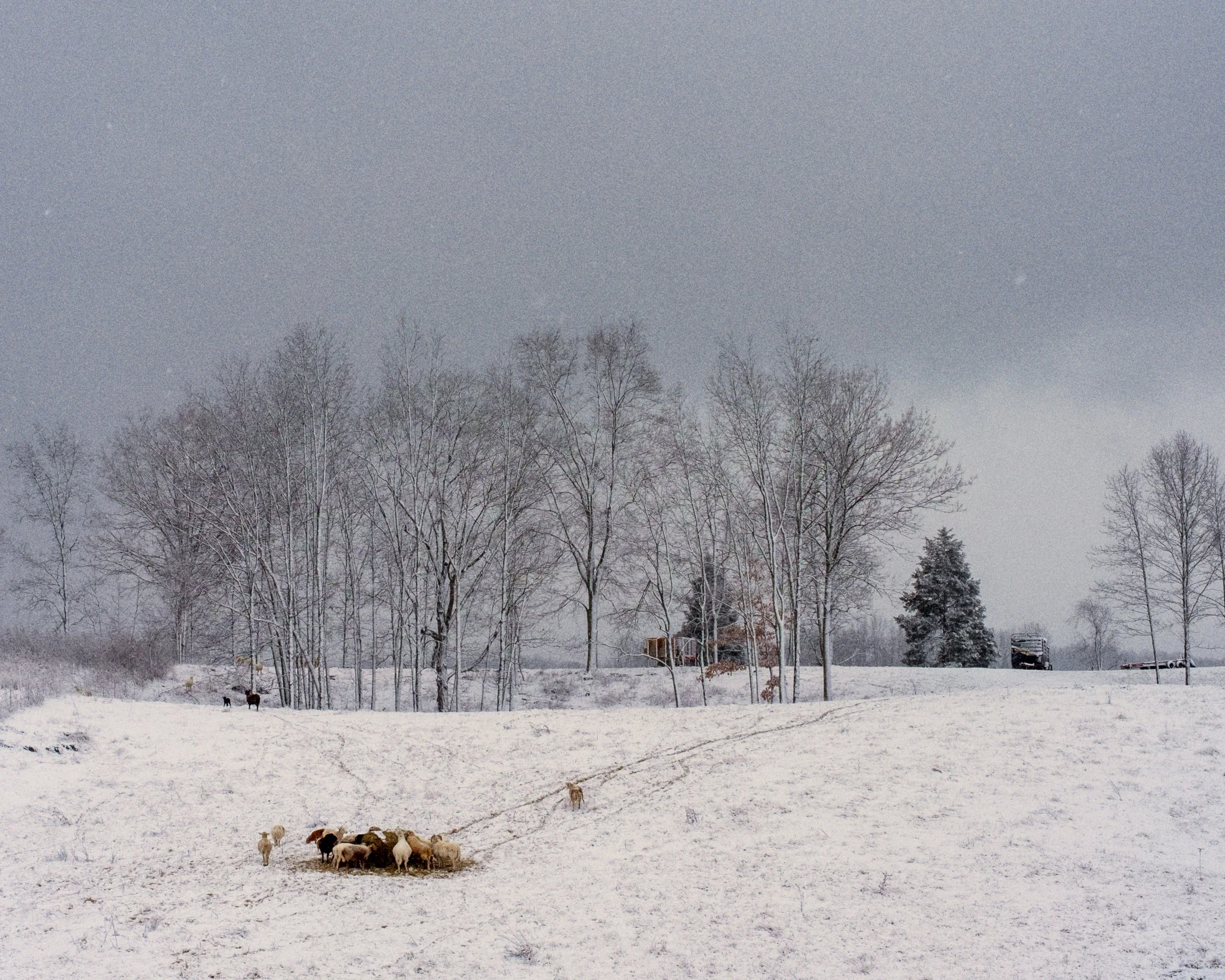 A color documentary photograph of a small cluster of sheep in a snow-covered field under a gray winter sky, from One Way Out, Lord by Parker J Pfister.