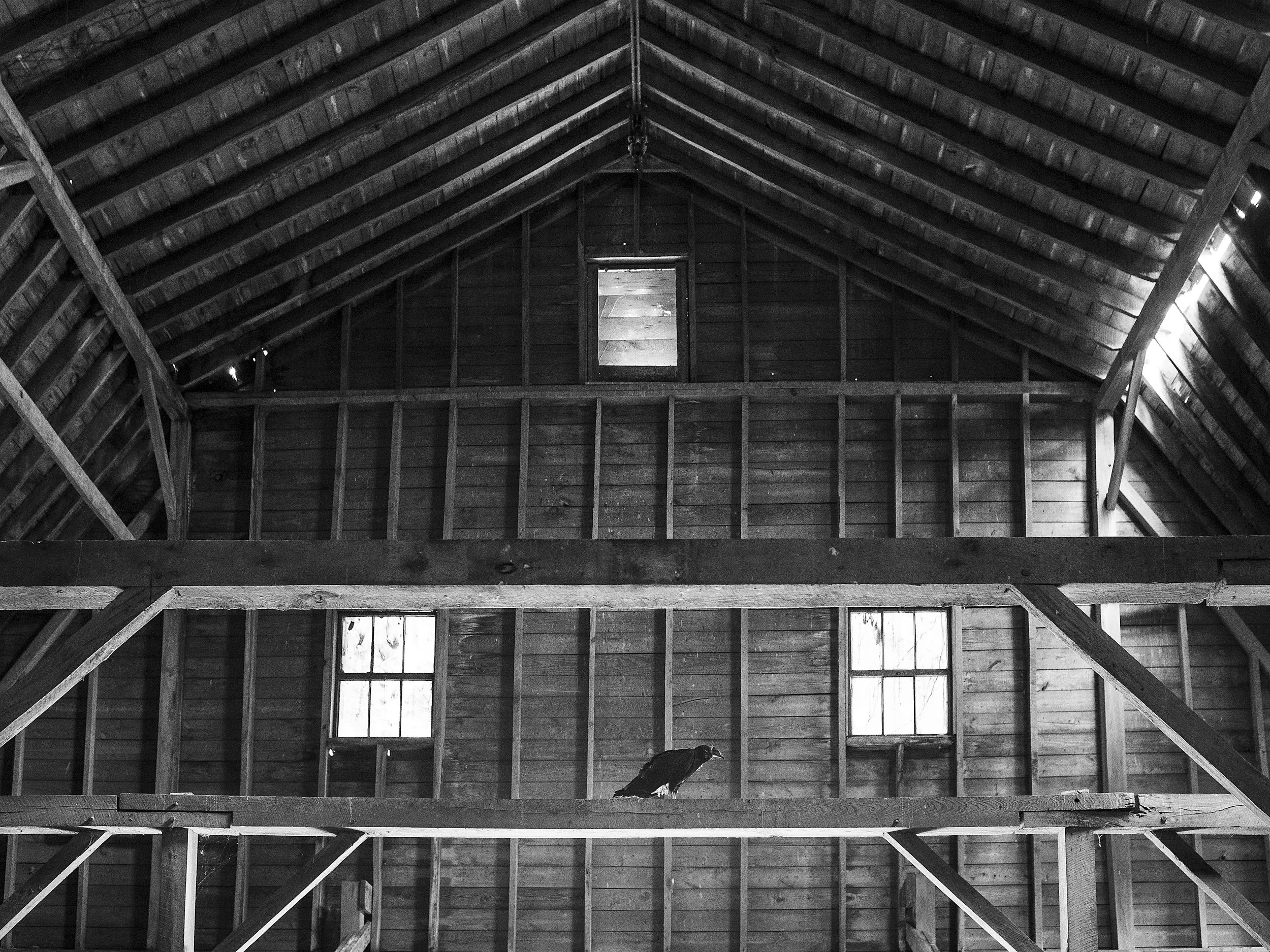 A black and white documentary photograph capturing a lone vulture perched on an interior wooden crossbeam inside a rustic, windowed barn structure, from One Way Out, Lord by Parker J Pfister.