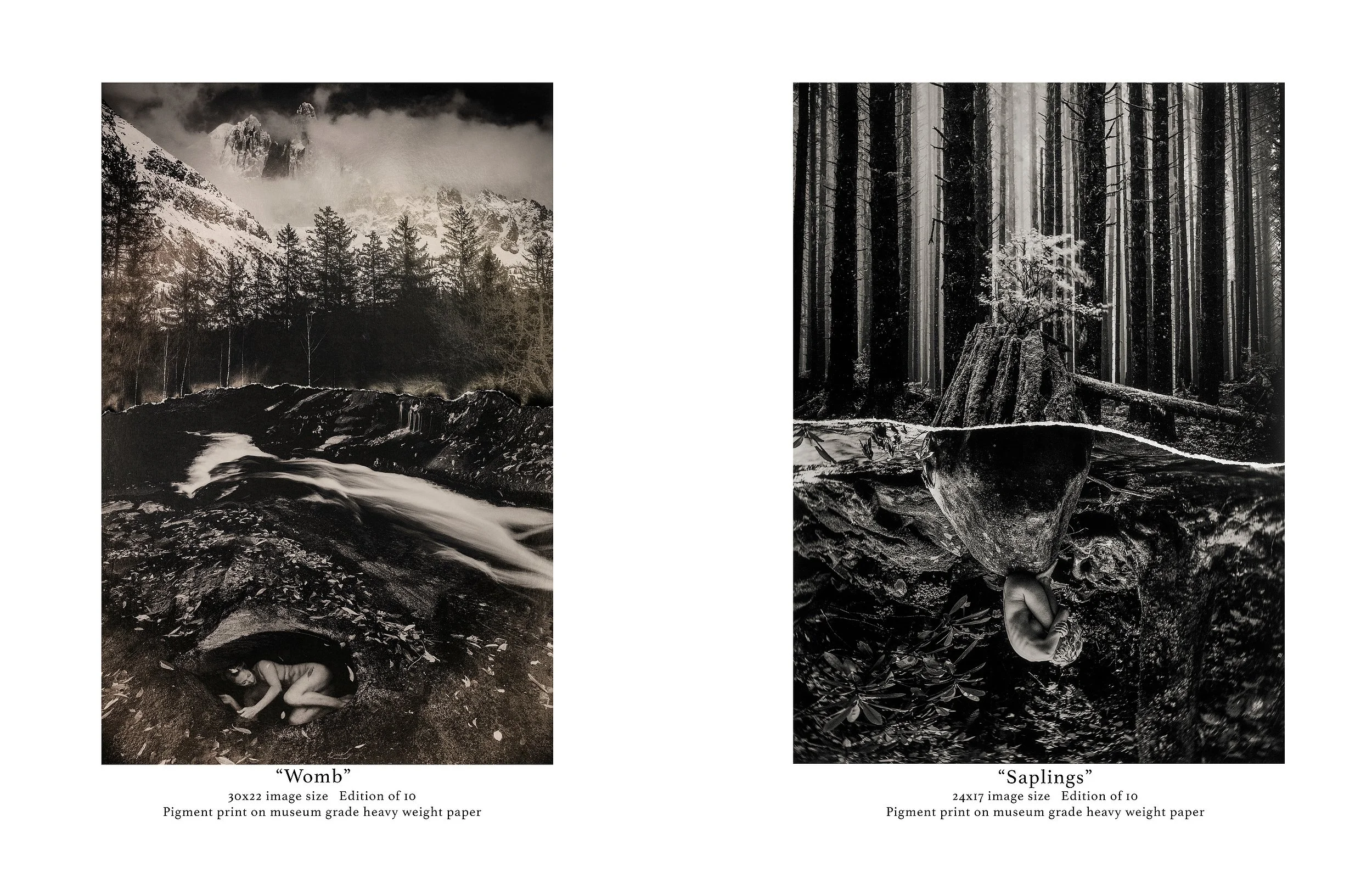 Fine art black and white photograft featuring a dense forest scene with a prominent cut log in the foreground showing a human ear spliced into the tree rings, by Parker J Pfister.