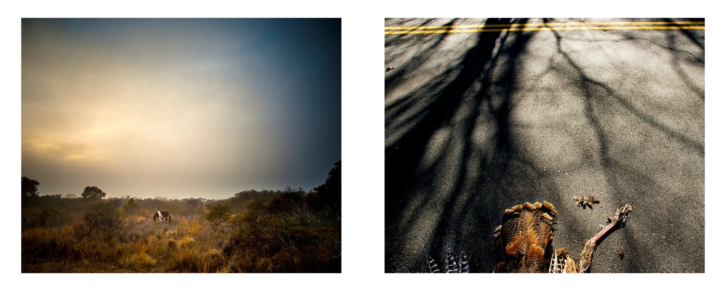 Side-by-side color documentary photographs of a lone horse grazing in a foggy field at sunset and wild turkey feathers resting on the asphalt of rural highway US 80, from the series by Parker J Pfister.