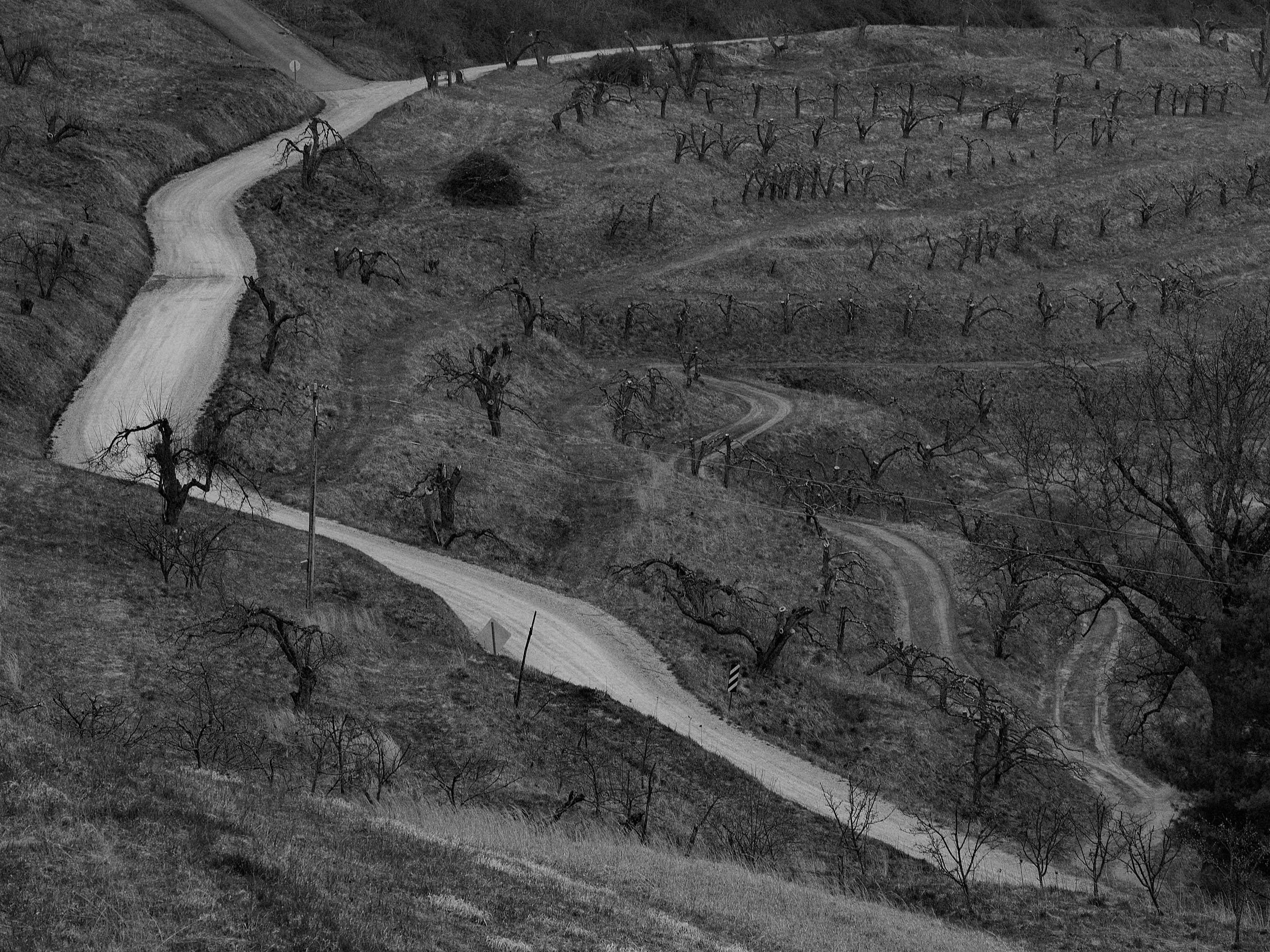 A high-angle, black and white landscape photograph of a narrow, winding dirt road carving through rolling, terraced hillsides and dormant orchard trees in Western North Carolina.